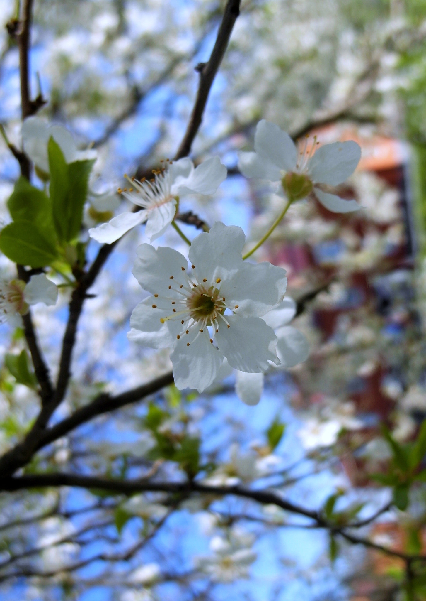 Samsung EX1 sample photo. Spring  photography