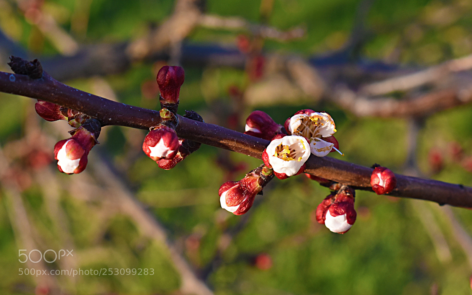 Nikon D5600 sample photo. Весна photography