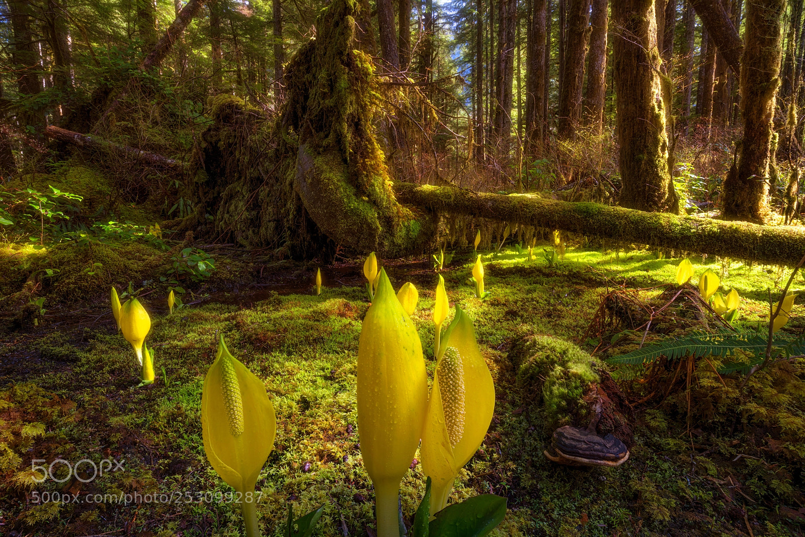 Sony a7R III sample photo. Swamp lanterns and sunlight photography