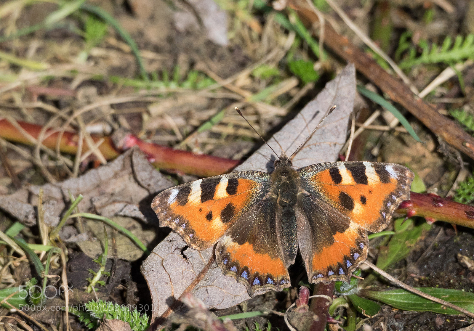 Olympus OM-D E-M1 sample photo. First butterfly of 2018 photography