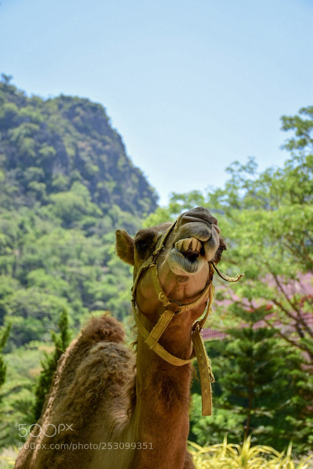 Nikon D7200 sample photo. Camel photography