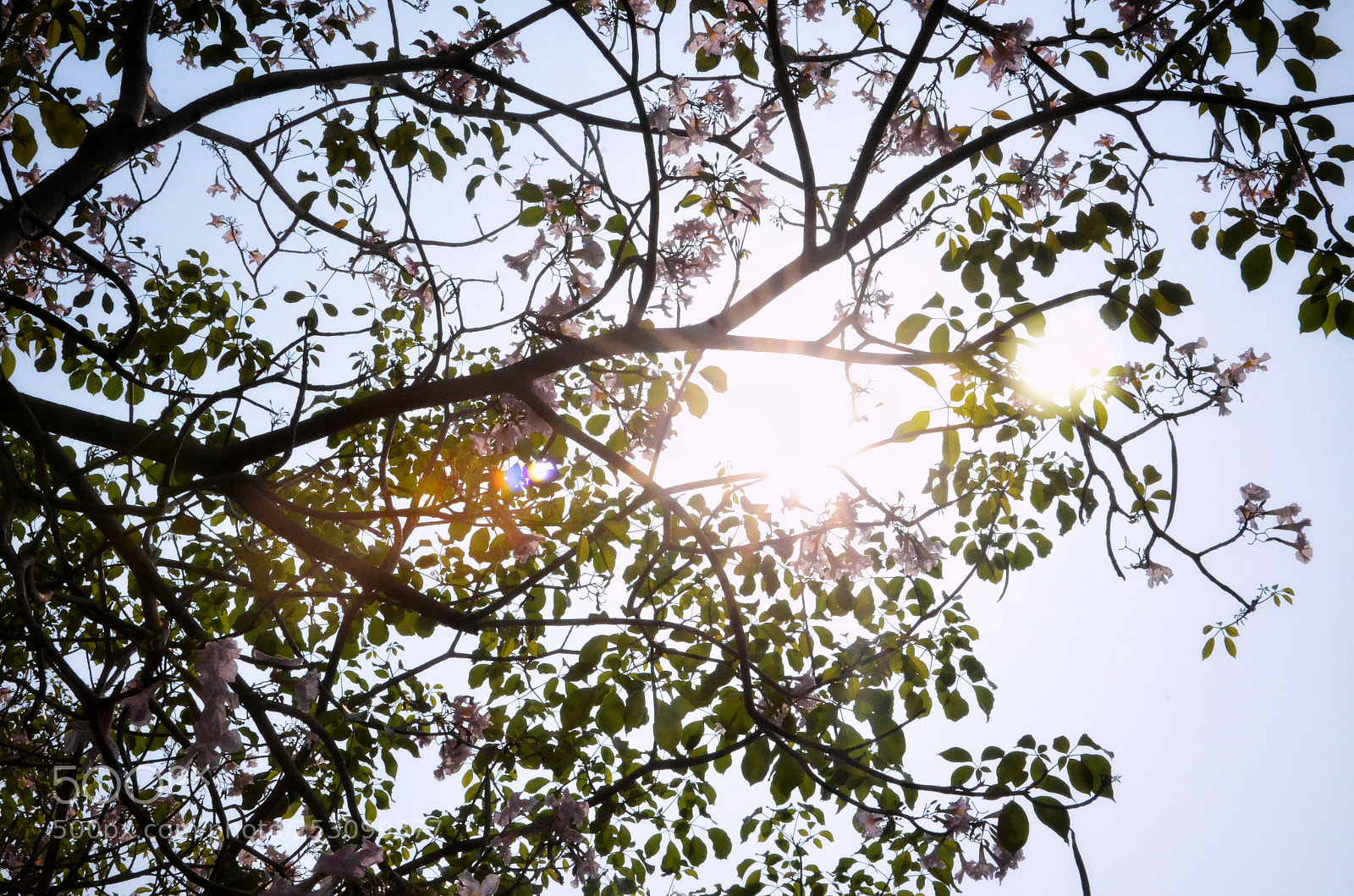 Nikon D7000 sample photo. Springtimes. photography