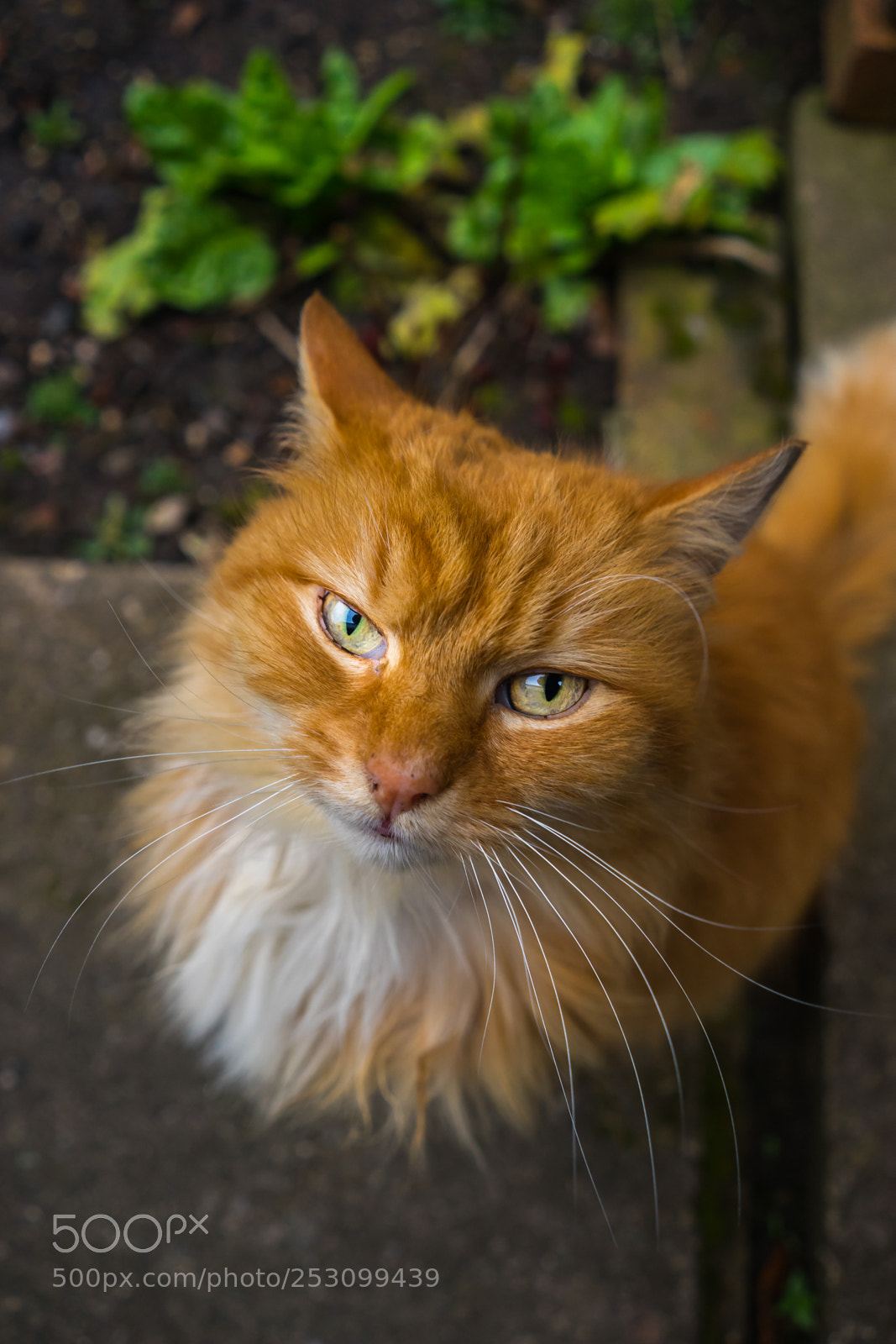 Sony a7 sample photo. Grumpy cat portrait photography