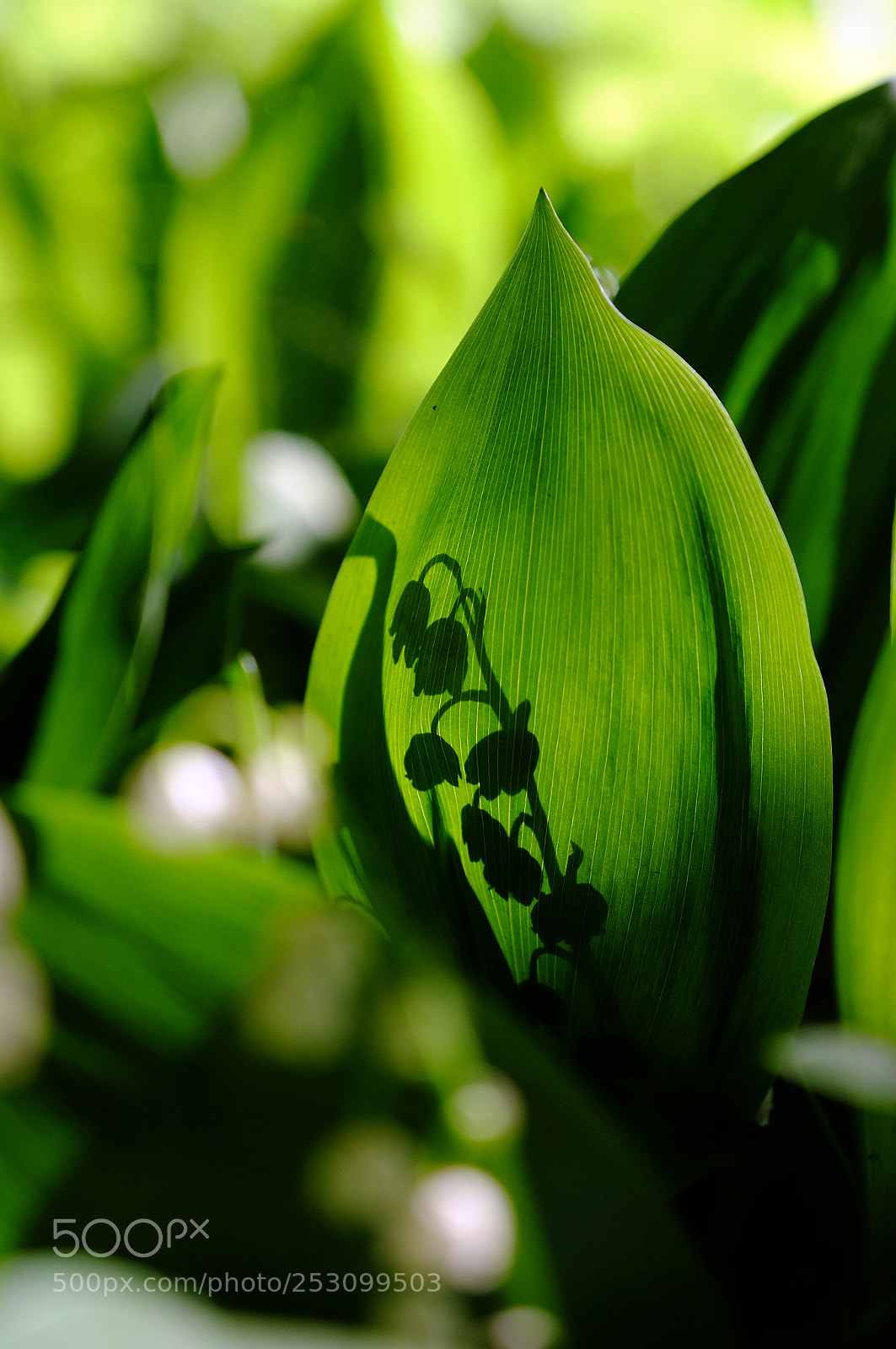 Fujifilm X-T1 sample photo. Shadow of spring photography