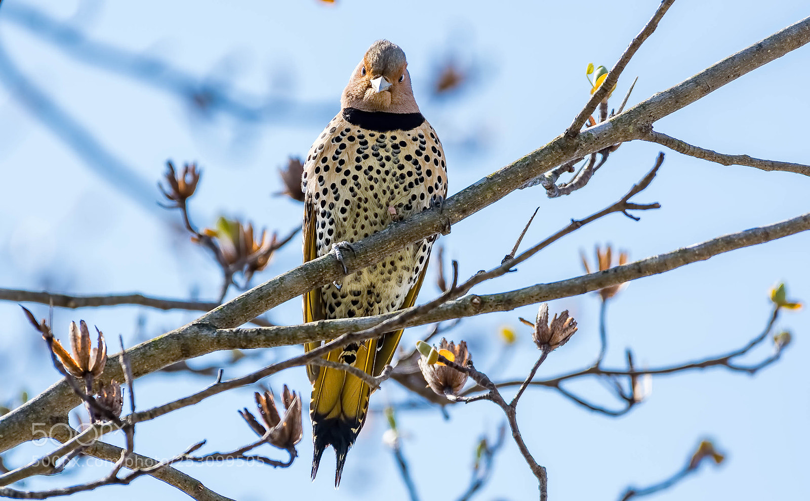 Nikon D500 sample photo. Northern flicker, female photography