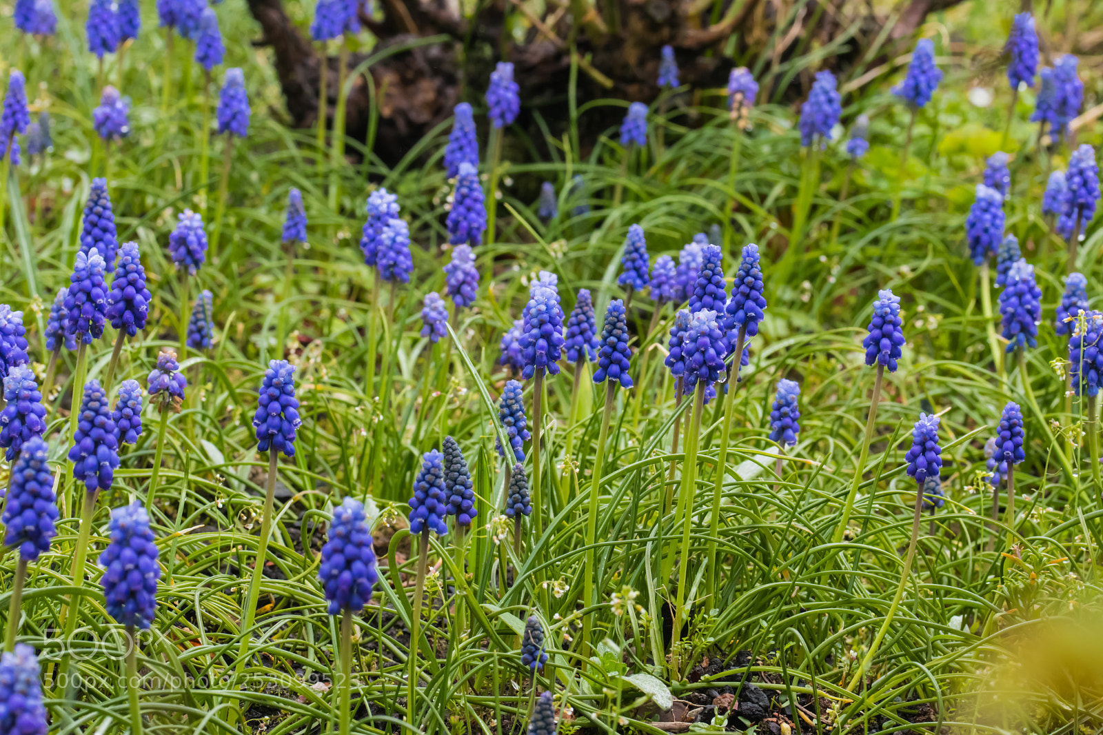 Canon EOS 80D sample photo. Grape hyacinth photography