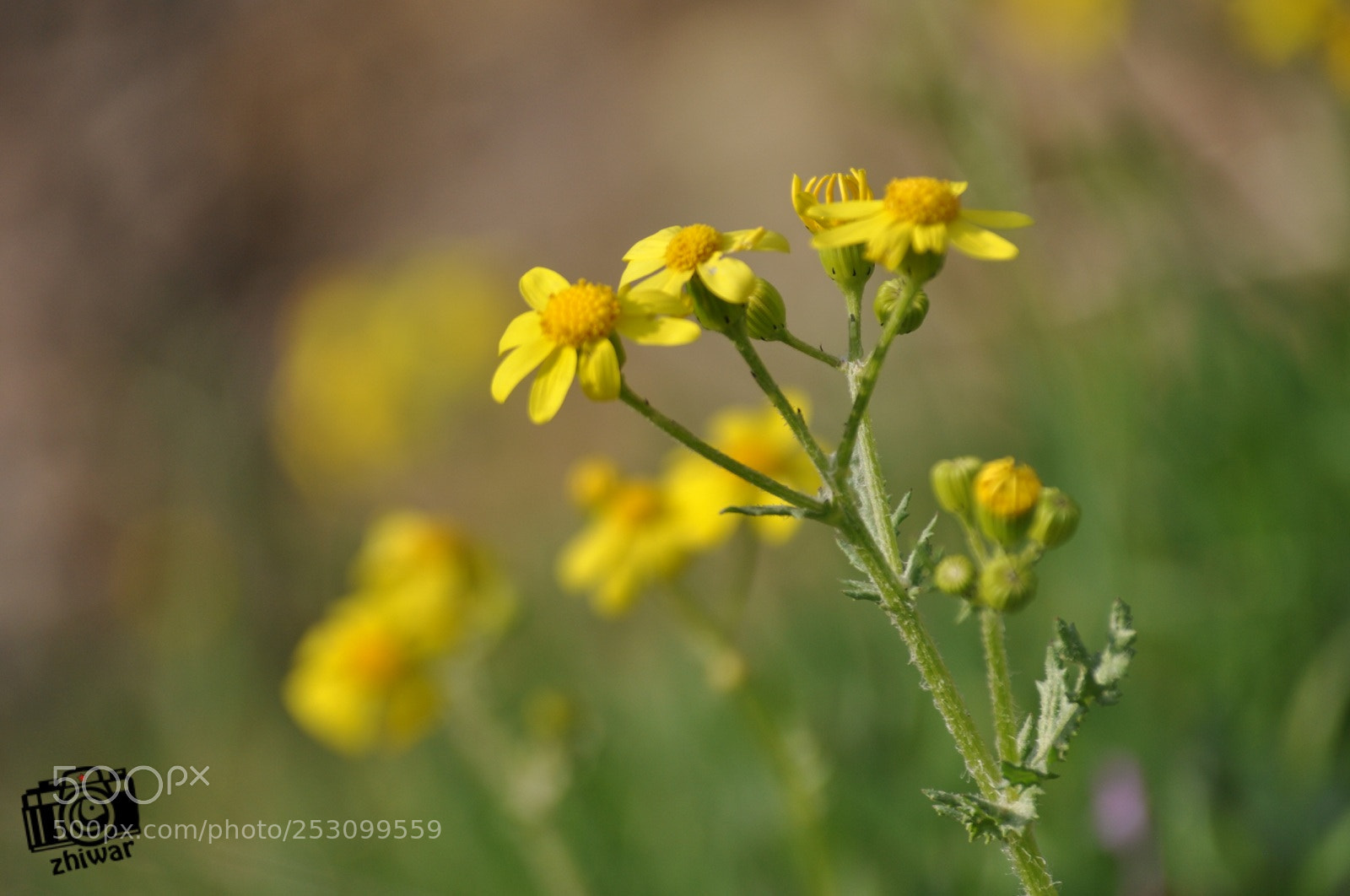 Nikon D5000 sample photo. Untitled photography