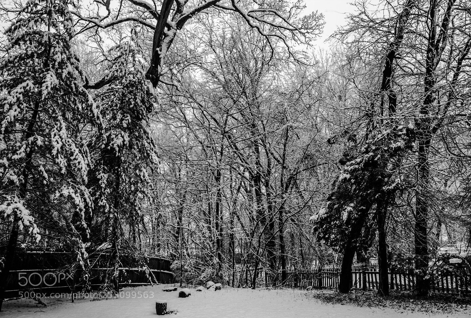 Canon EOS 1200D (EOS Rebel T5 / EOS Kiss X70 / EOS Hi) sample photo. Backyard snow photography