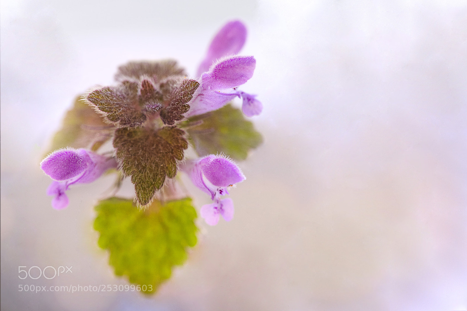 Canon EOS 6D Mark II sample photo. Untitled photography