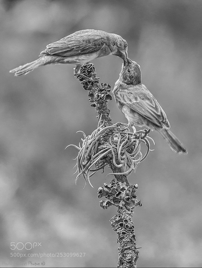 Canon EOS 40D sample photo. Mother and pigeon photography