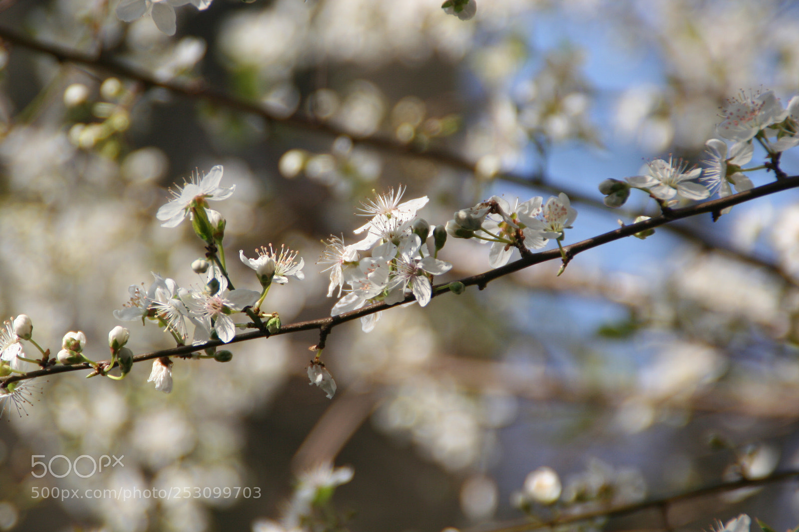 Canon EOS 350D (EOS Digital Rebel XT / EOS Kiss Digital N) sample photo. Breathe in and shine photography