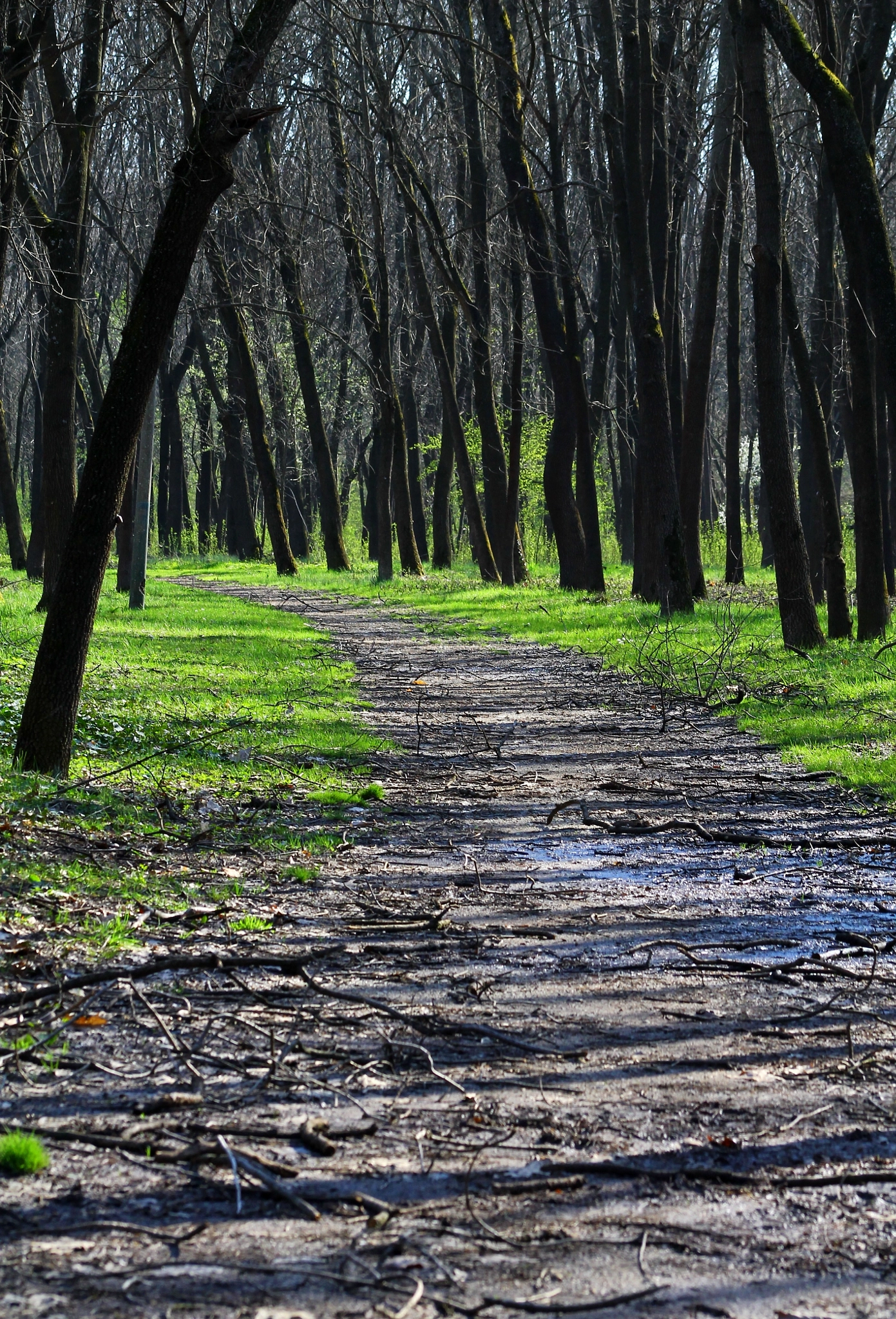 Canon EF 75-300mm f/4-5.6 sample photo. Path photography