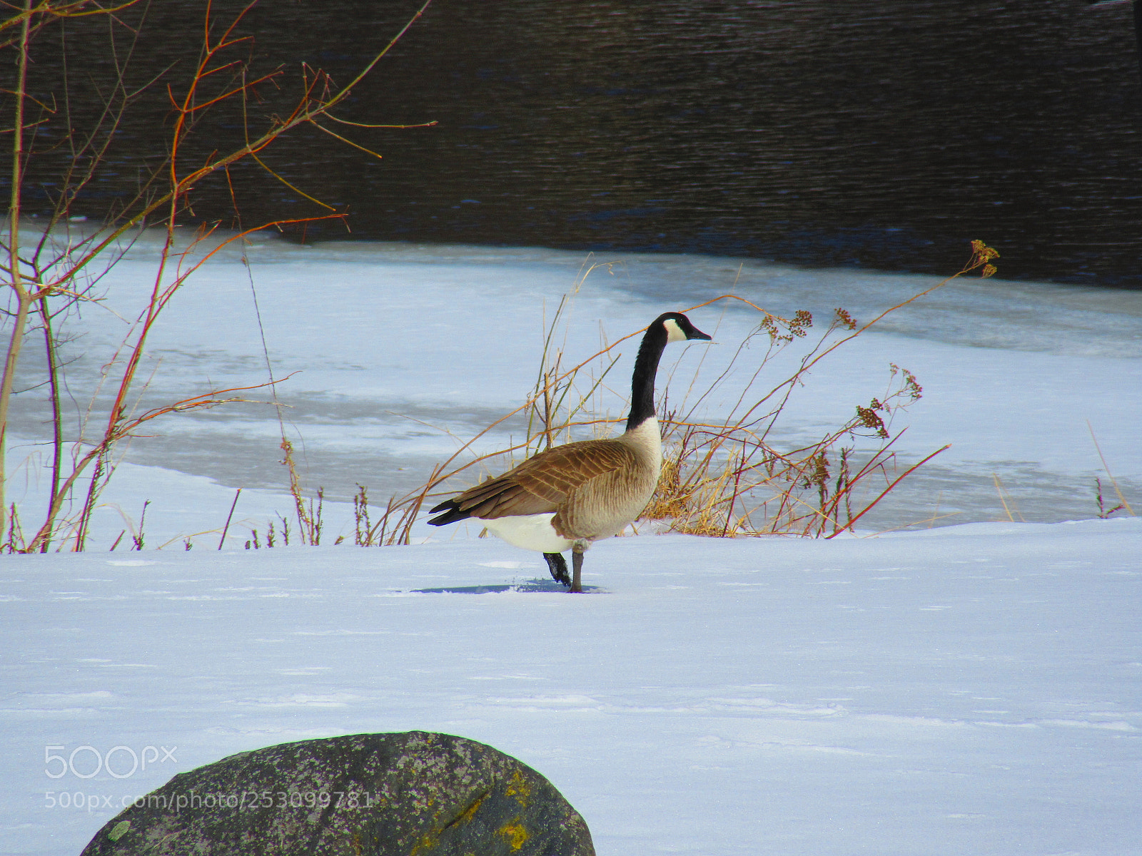 Canon PowerShot SX610 HS sample photo. Canadian goose photography