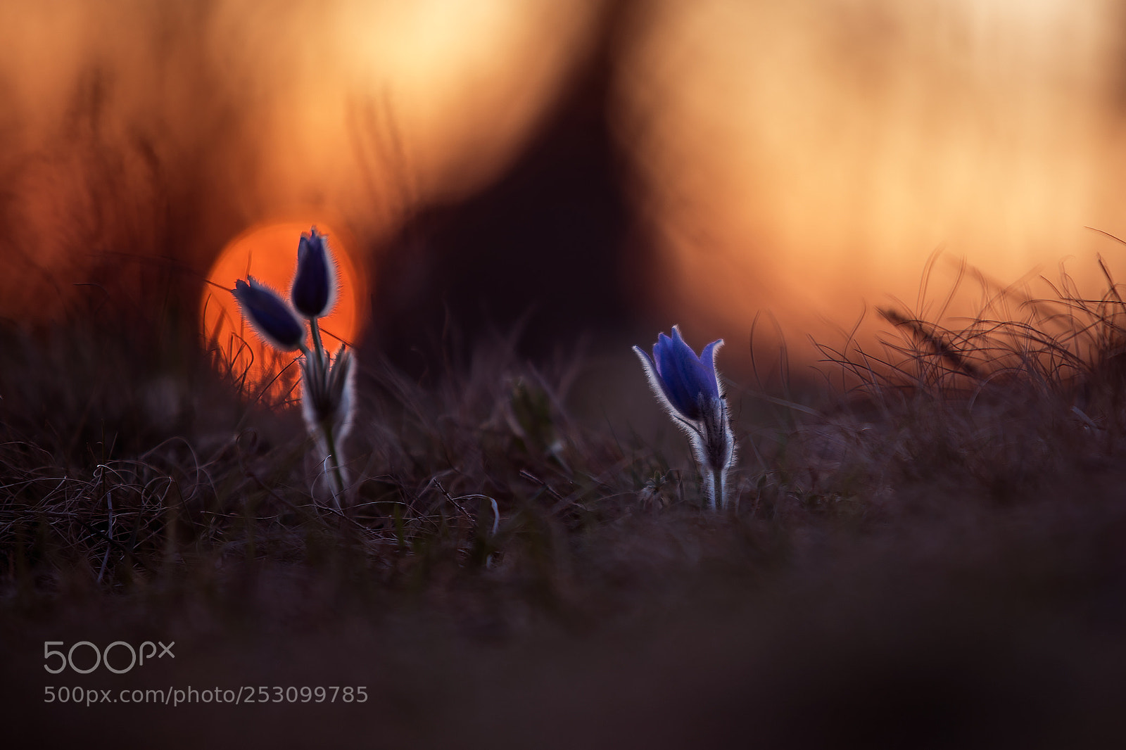 Canon EOS 6D Mark II sample photo. ...kousek slunce... photography
