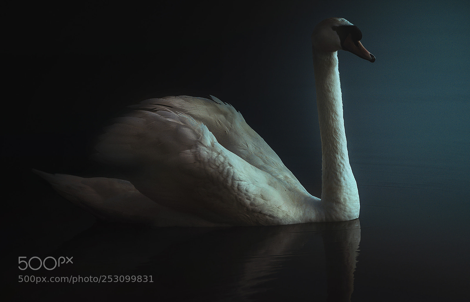 Canon EOS 7D Mark II sample photo. Swan photography