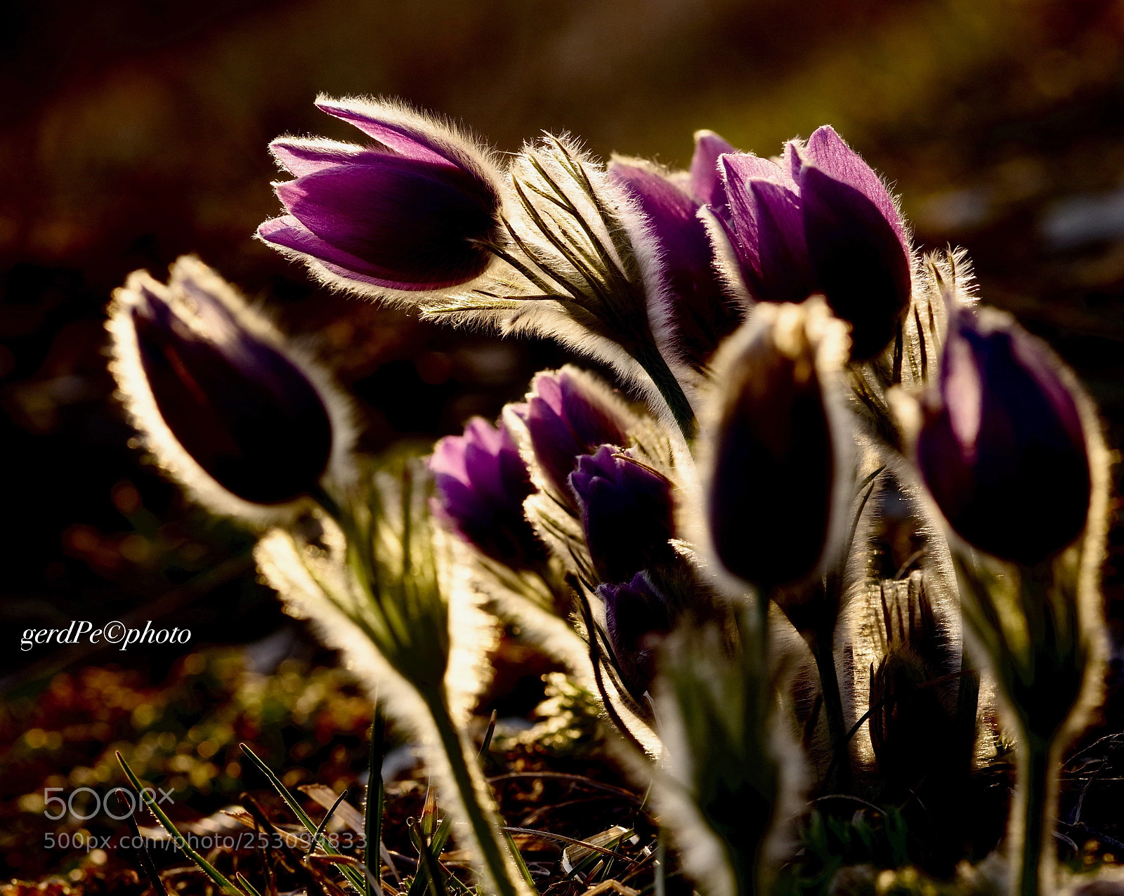 Pentax K-1 sample photo. Kuh- k chenschelle photography
