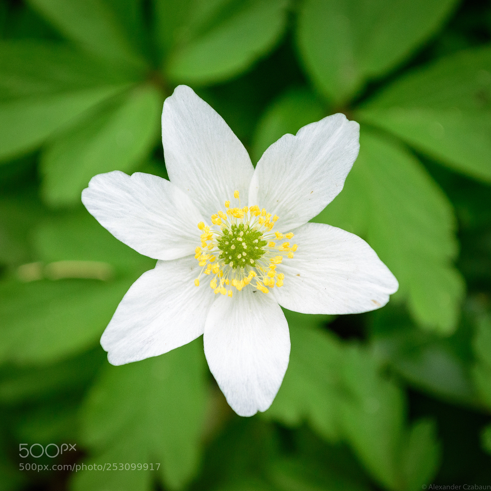 Nikon D5500 sample photo. Thimbleweed photography