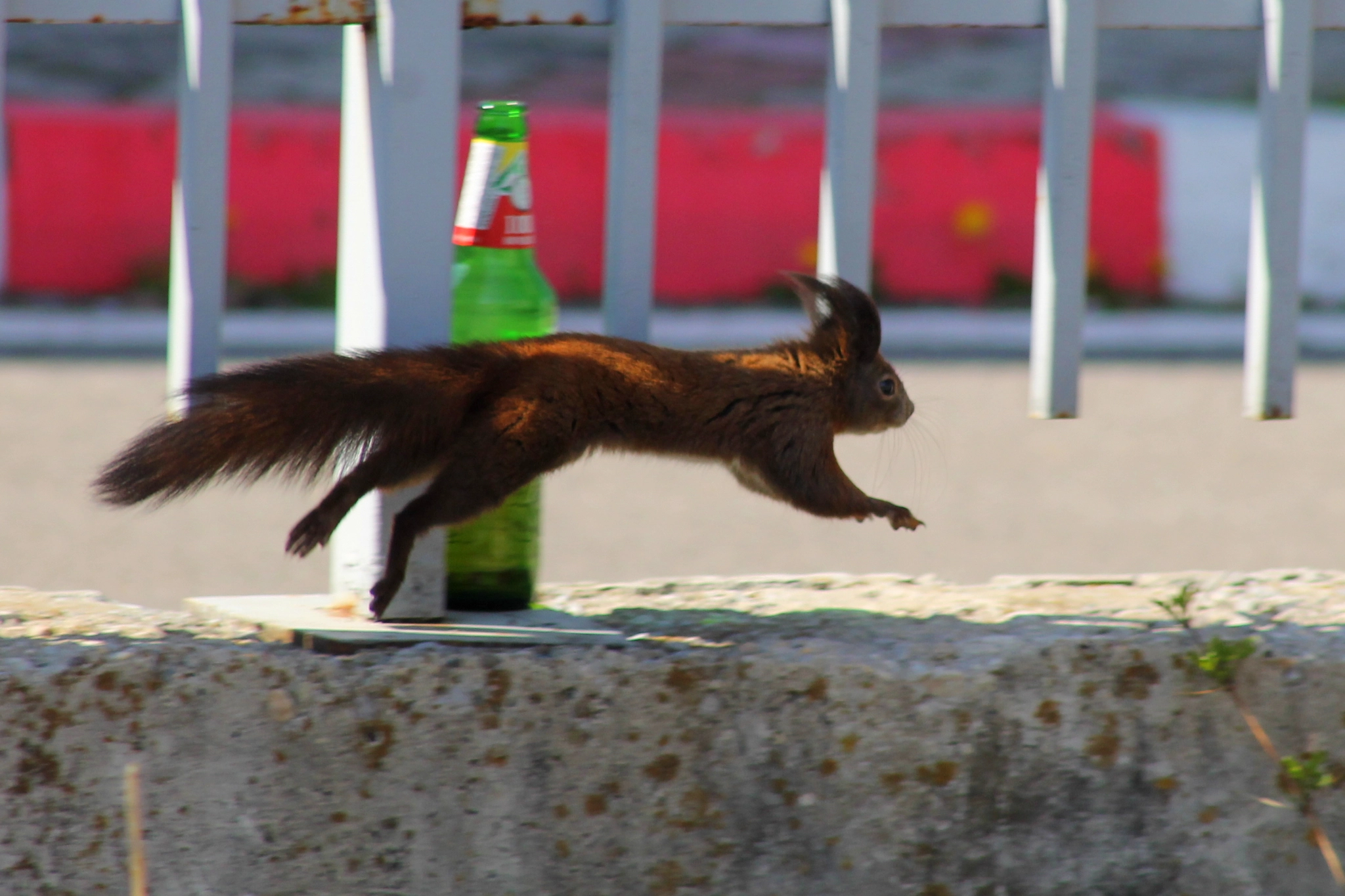 Canon EF 75-300mm f/4-5.6 sample photo. On the move photography