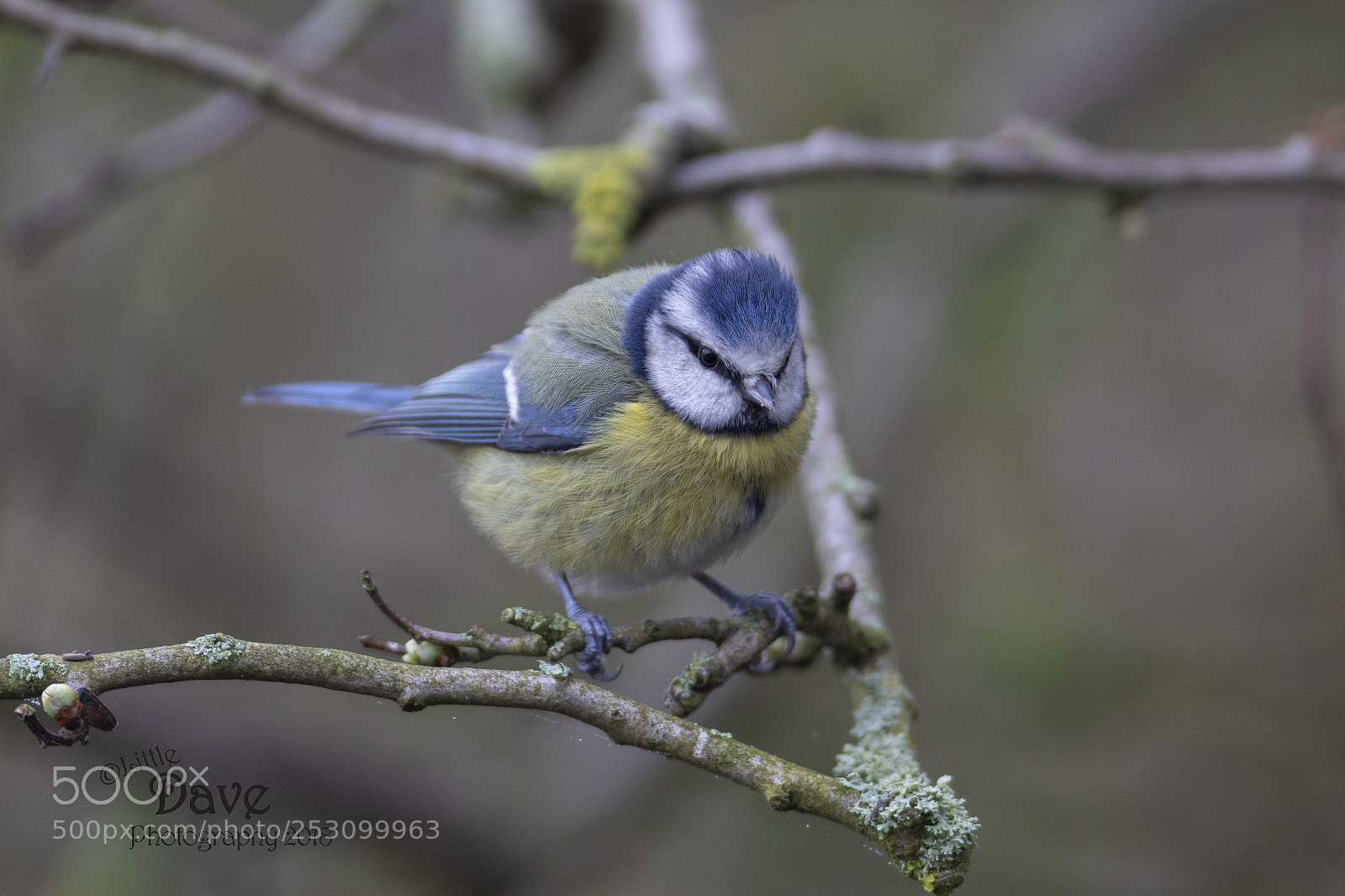 Canon EOS 7D Mark II sample photo. Blue tit photography