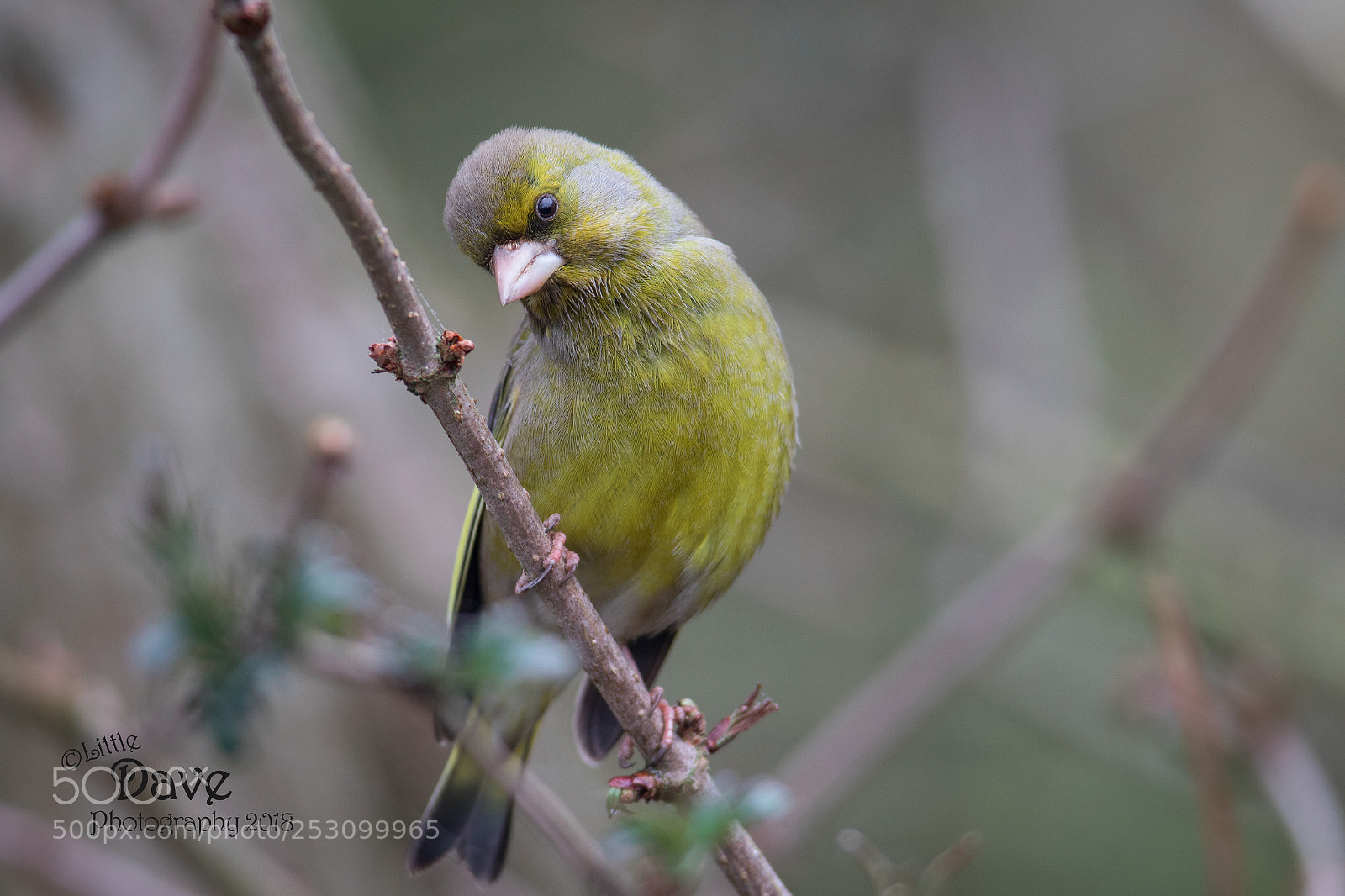 Canon EOS 7D Mark II sample photo. Green finch photography