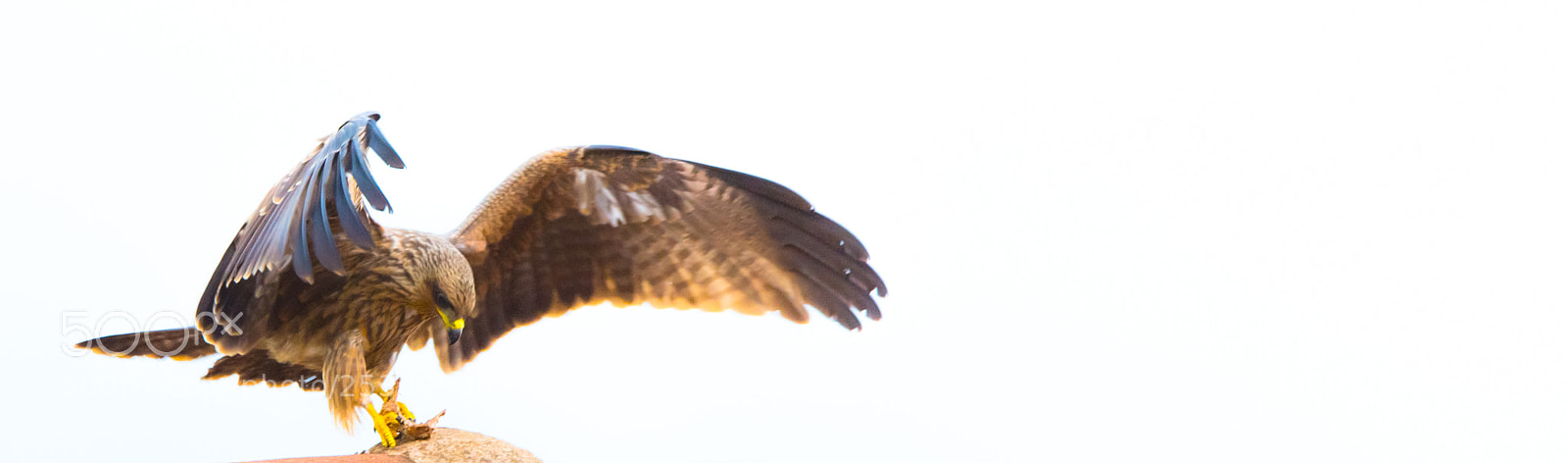 Nikon D7200 sample photo. Fly photography
