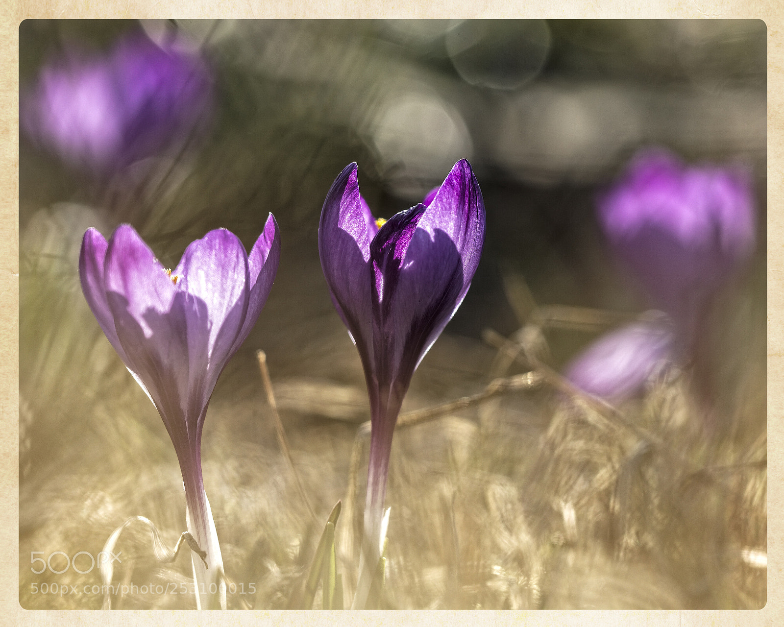 Canon EOS 5D Mark II sample photo. Wonder every spring photography