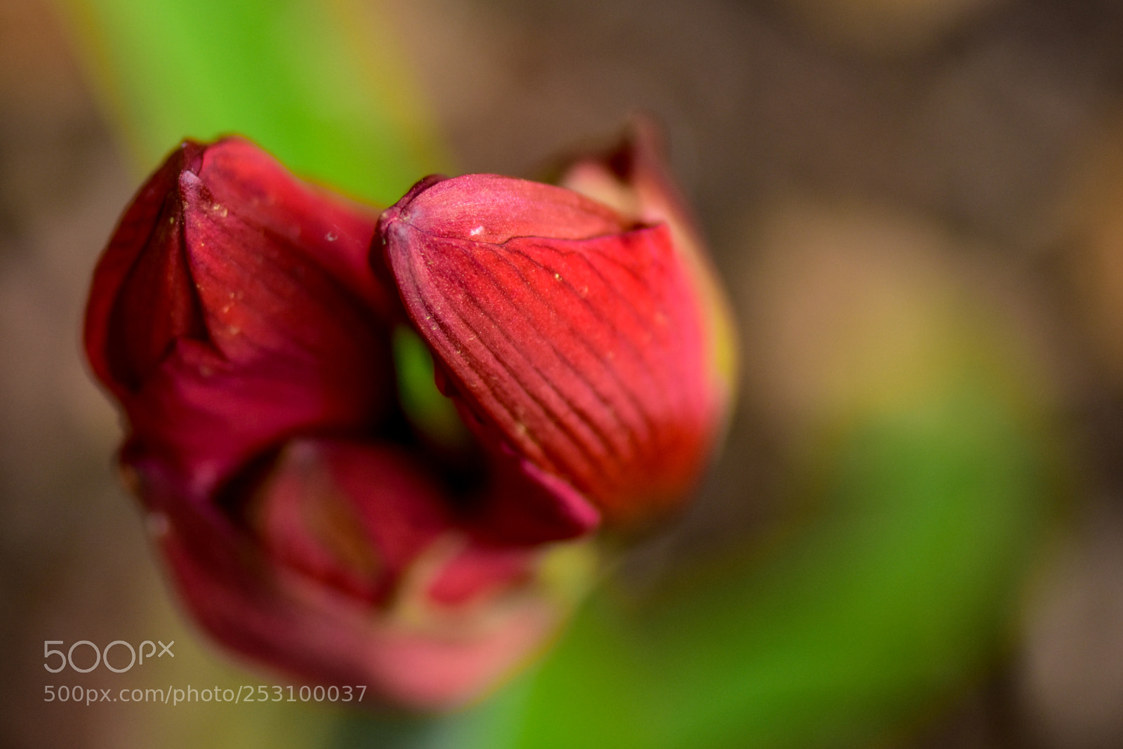 Nikon D7200 sample photo. Canna lily photography