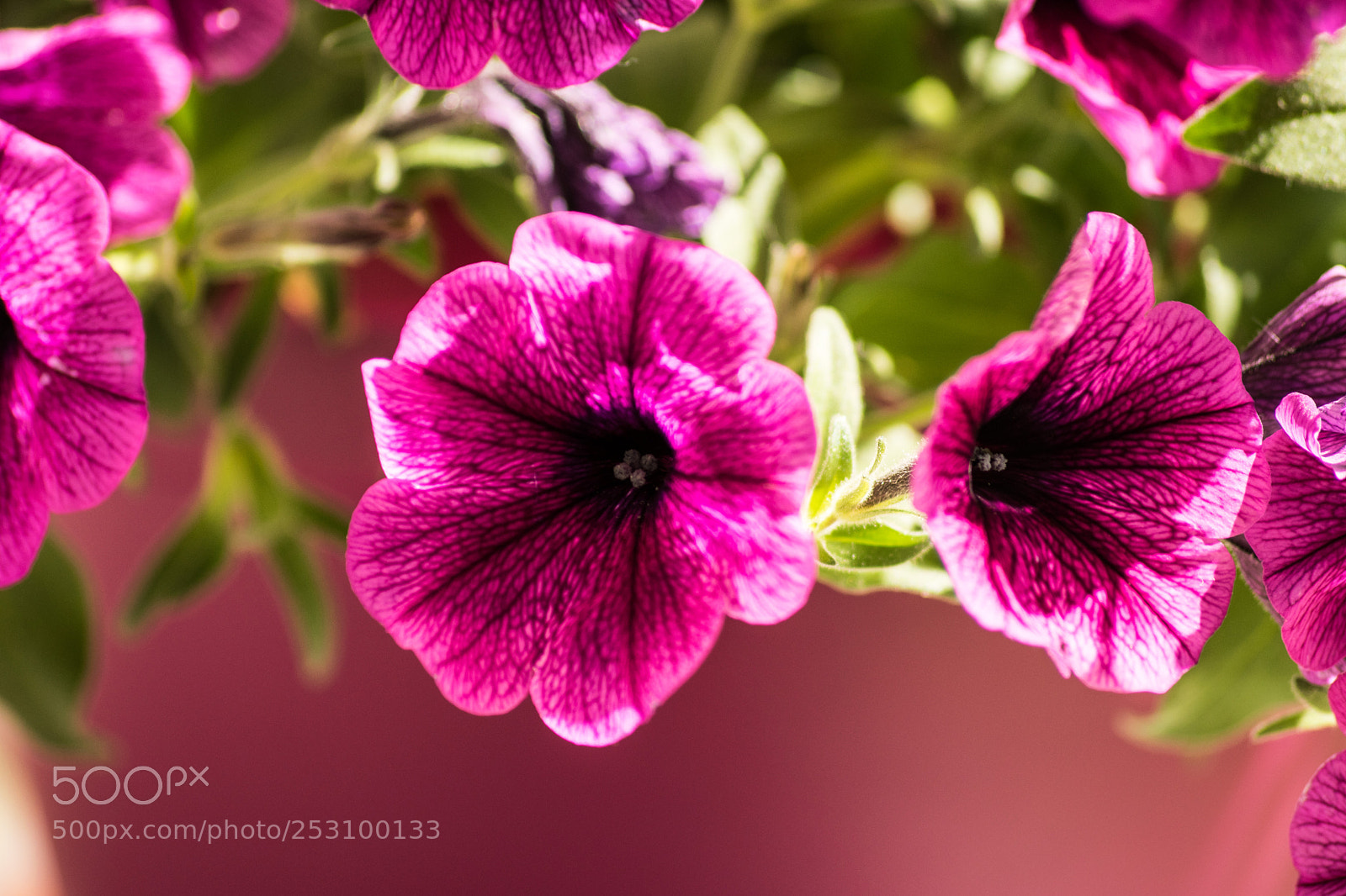 Nikon D3300 sample photo. Petunia photography