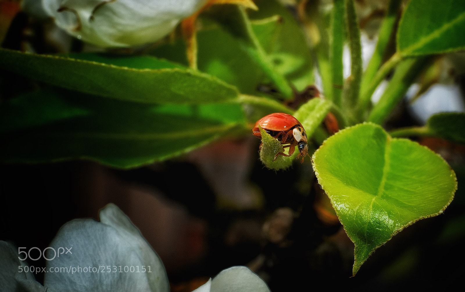 Fujifilm X-T2 sample photo. Untitled photography