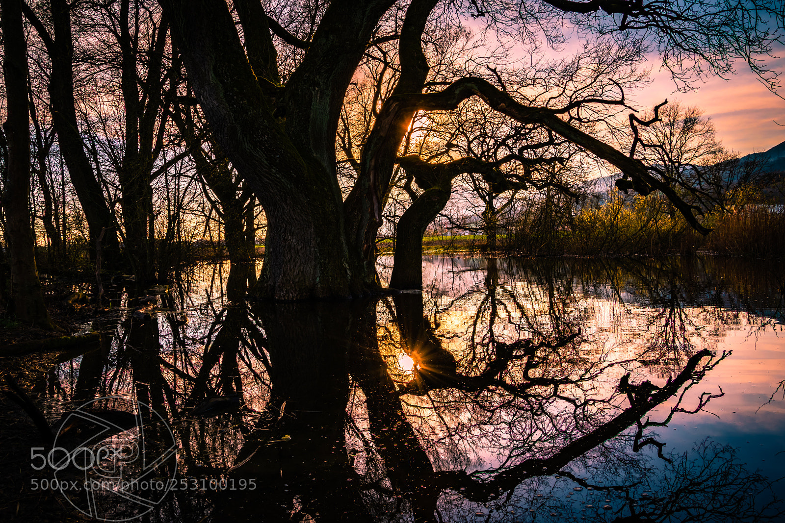Nikon D5600 sample photo. Sunset through pond tree photography