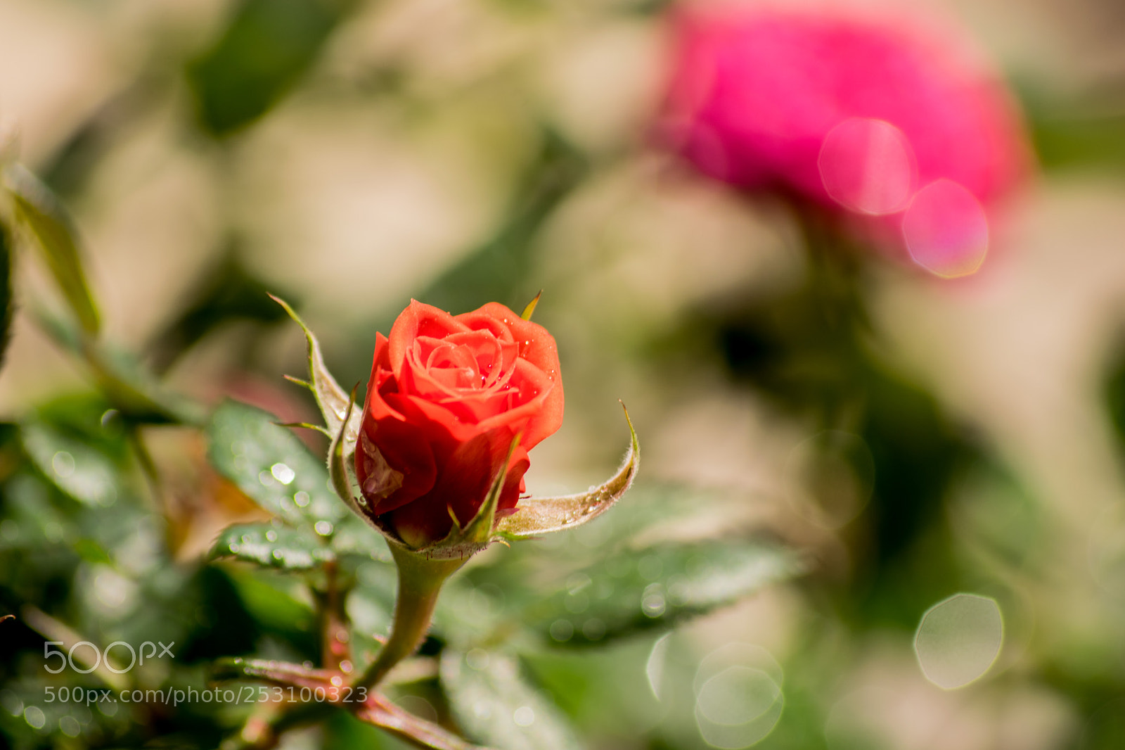 Nikon D3300 sample photo. Rosa photography