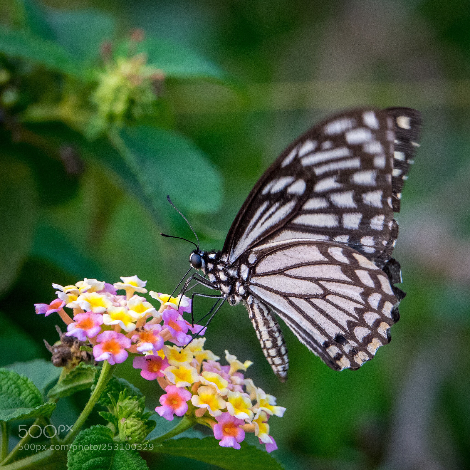 Sony Cyber-shot DSC-RX10 III sample photo. Butterfly photography