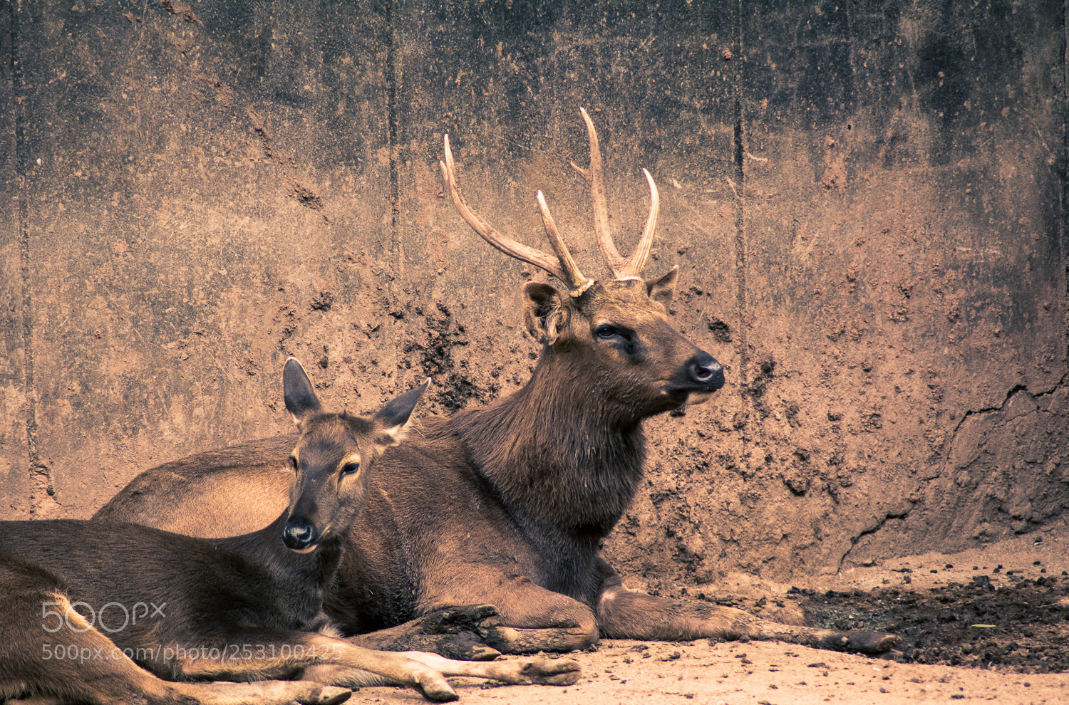Nikon D5200 sample photo. Crown photography
