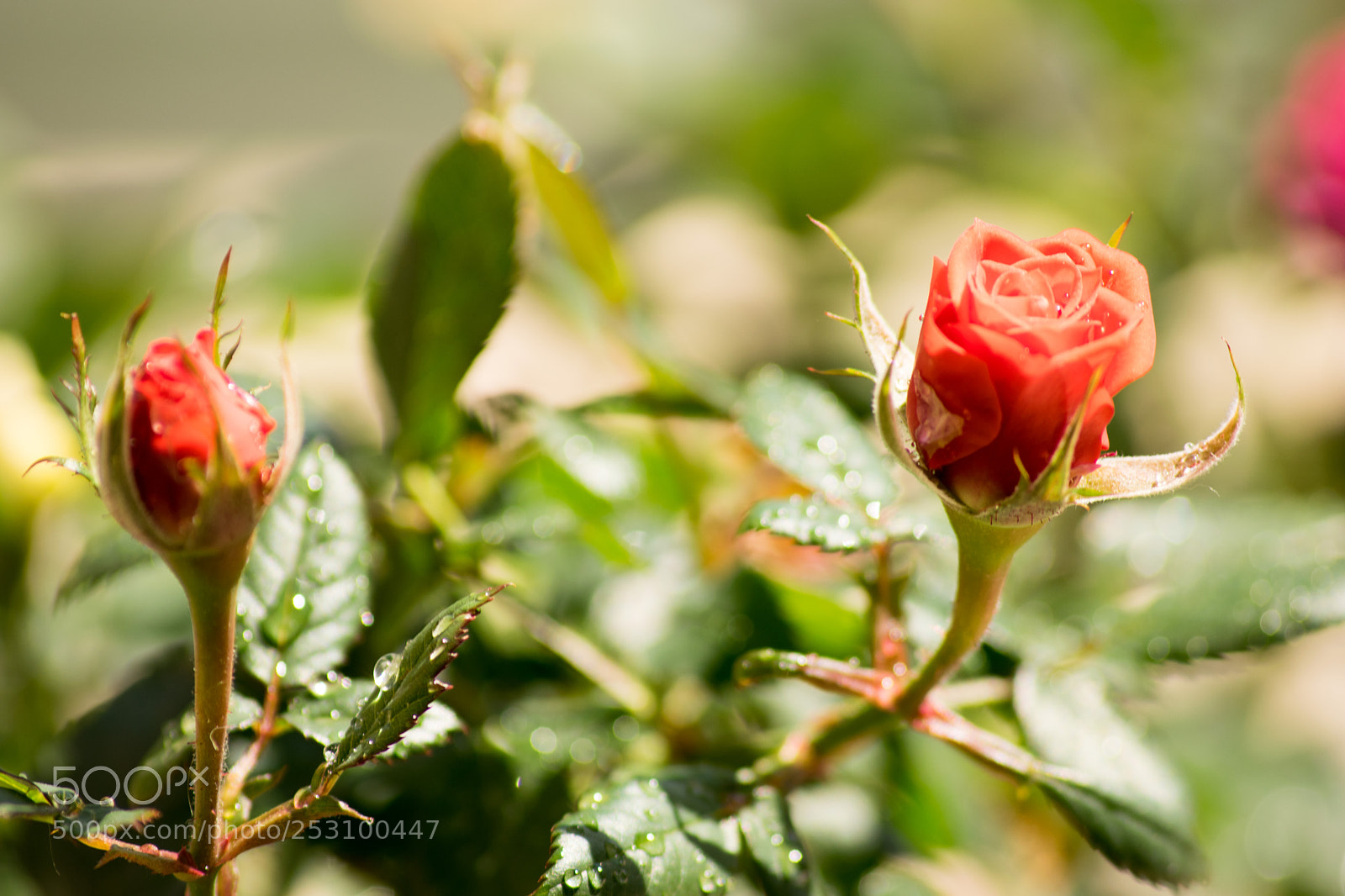 Nikon D3300 sample photo. Rose photography