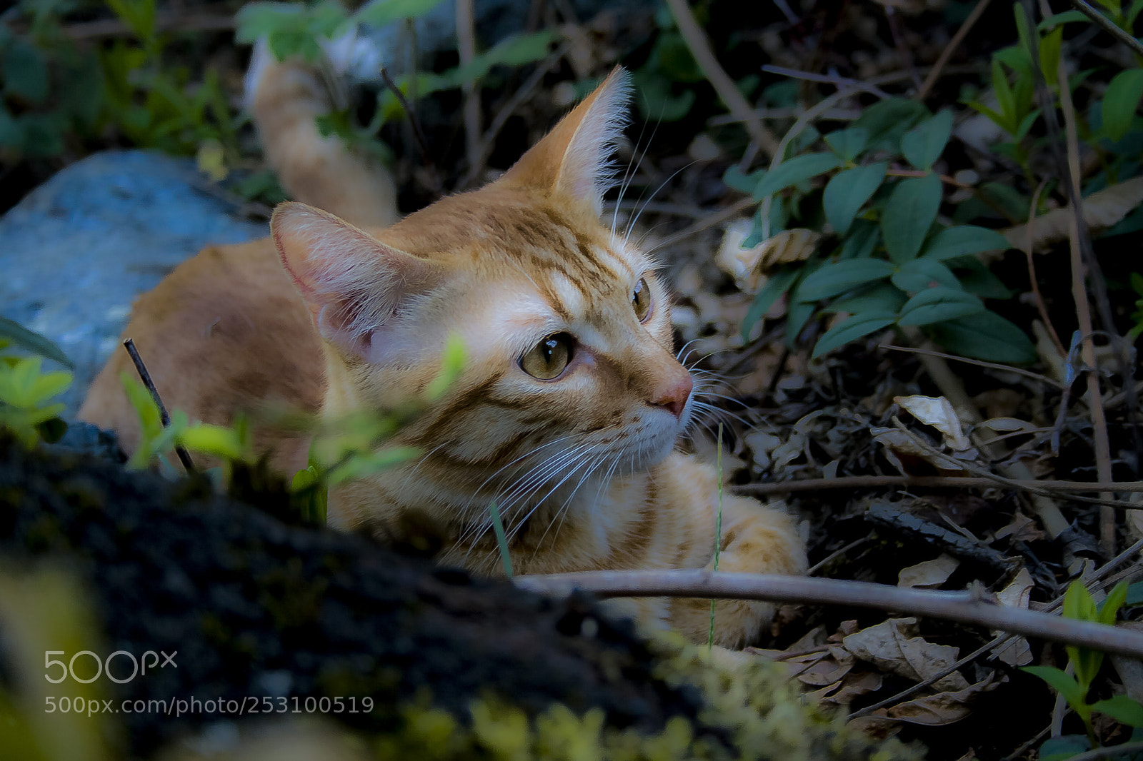 Canon EOS 400D (EOS Digital Rebel XTi / EOS Kiss Digital X) sample photo. The cat is immortal photography