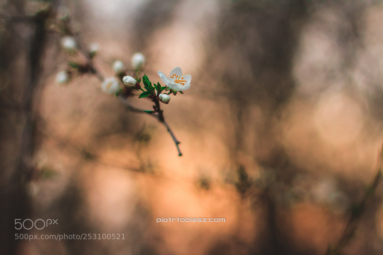 Canon EOS 7D sample photo. Nature photography
