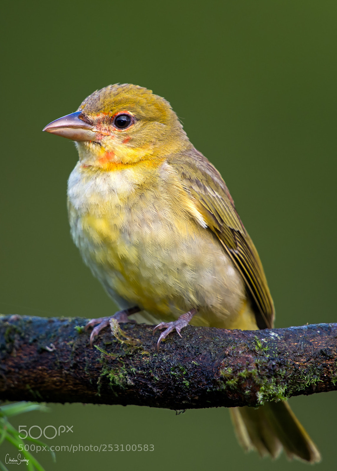Nikon D4 sample photo. Summer tanager photography
