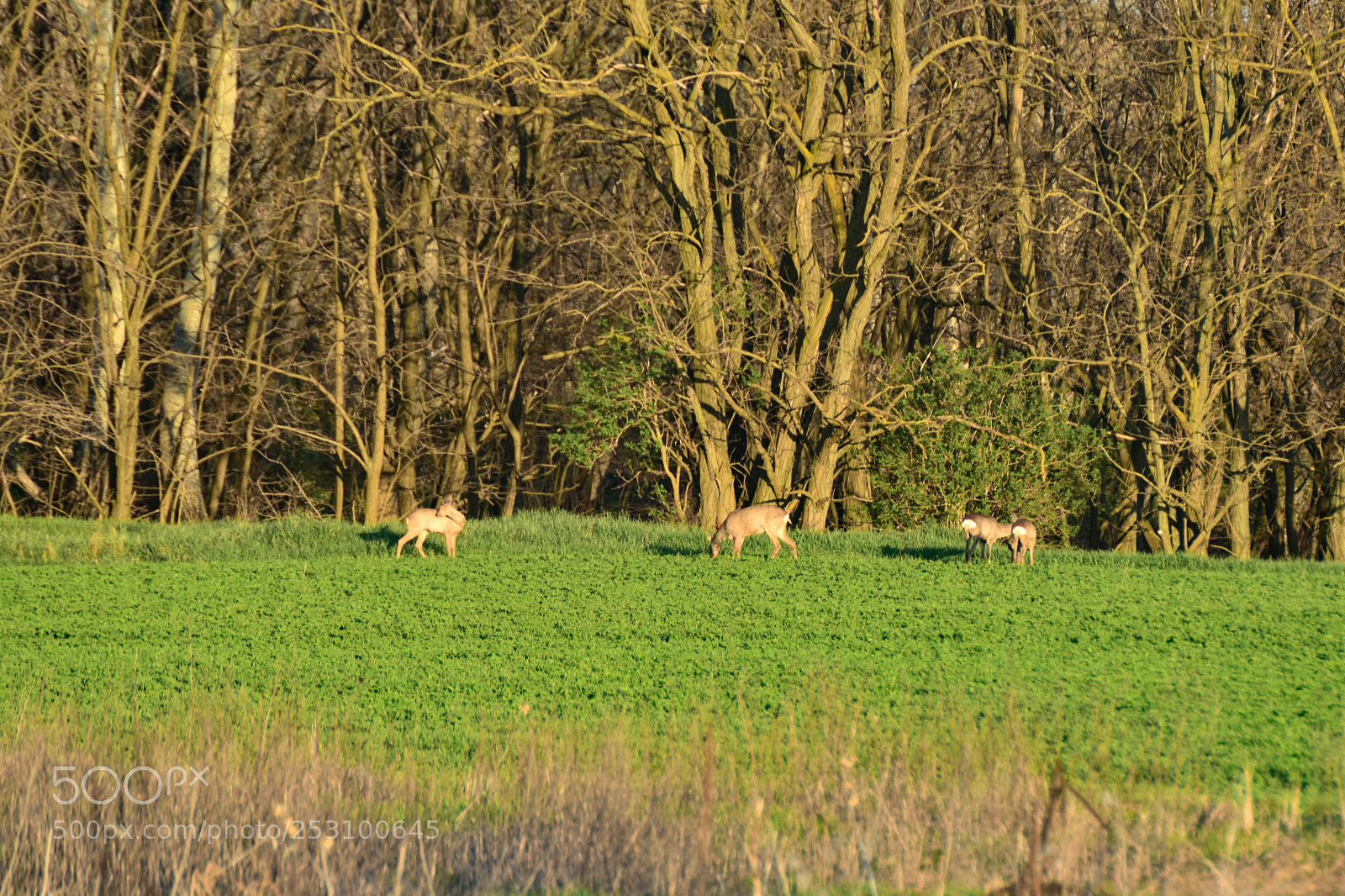 Nikon D7200 sample photo. Untitled photography