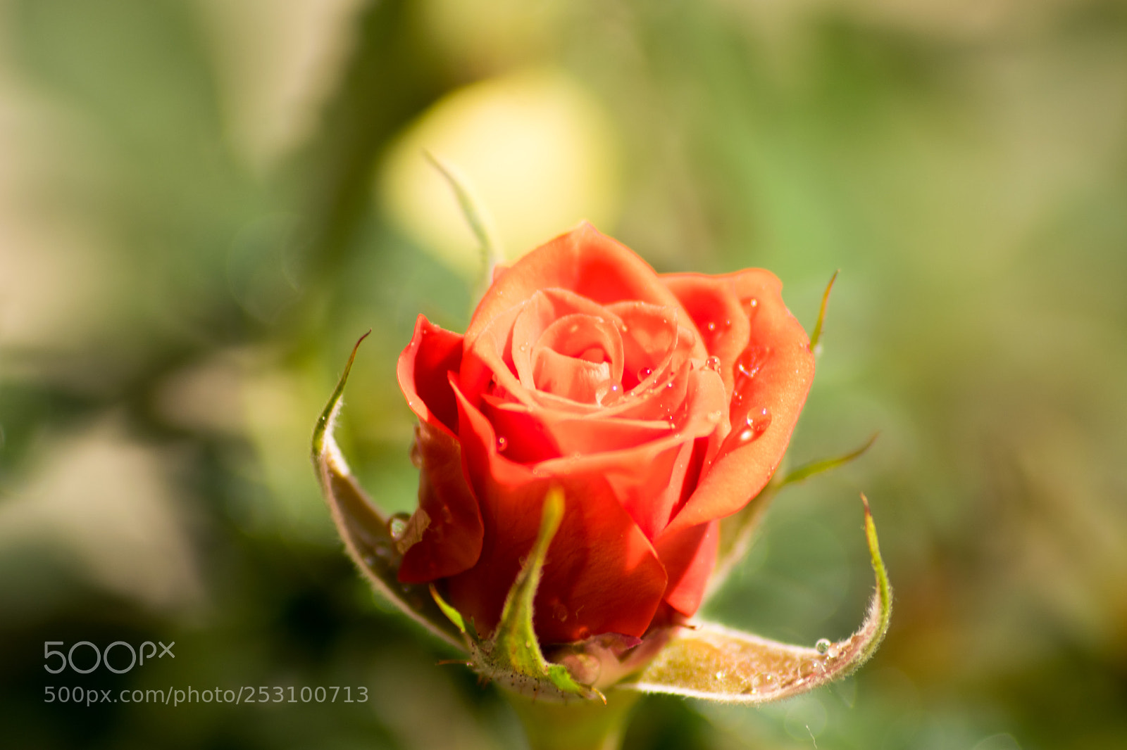 Nikon D3300 sample photo. Rosellina photography