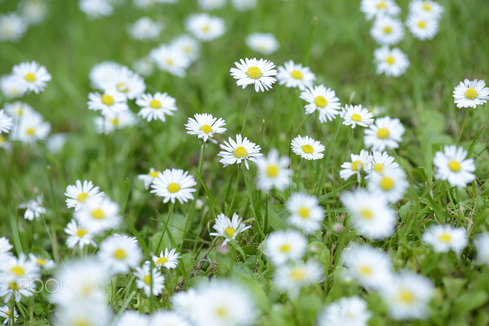 Nikon AF-S Micro-Nikkor 105mm F2.8G IF-ED VR sample photo. Daisy photography