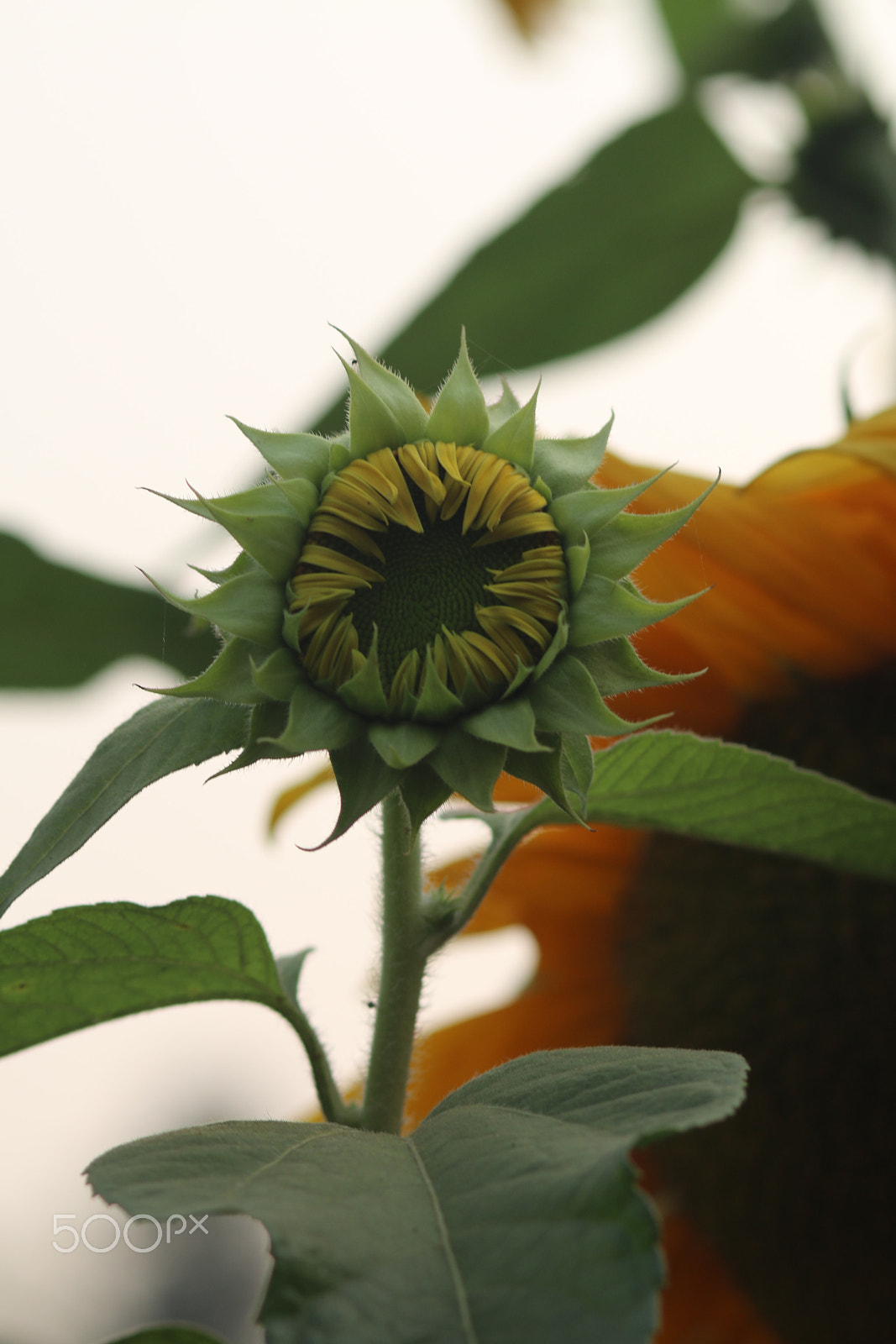 Canon EF 85mm F1.8 USM sample photo. Sunflower photography