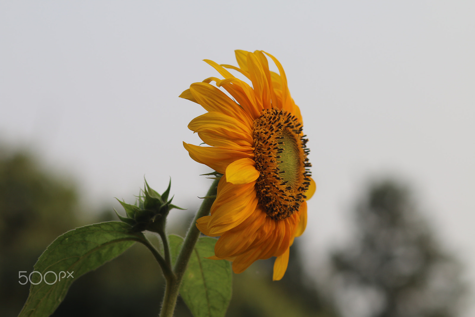 Canon EF 85mm F1.8 USM sample photo. Sunflower photography