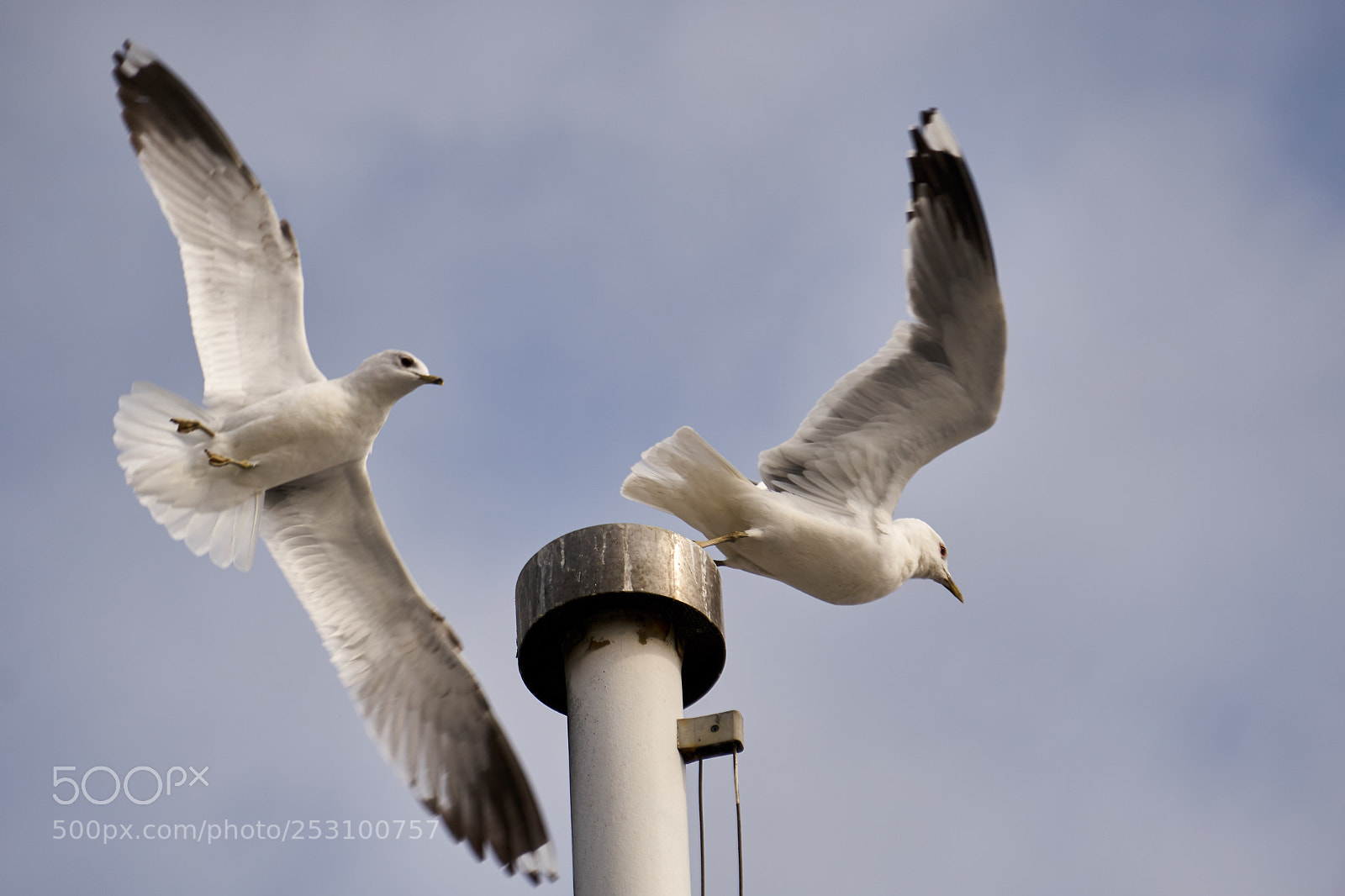 Sony a6300 sample photo. Möwen / gulls photography