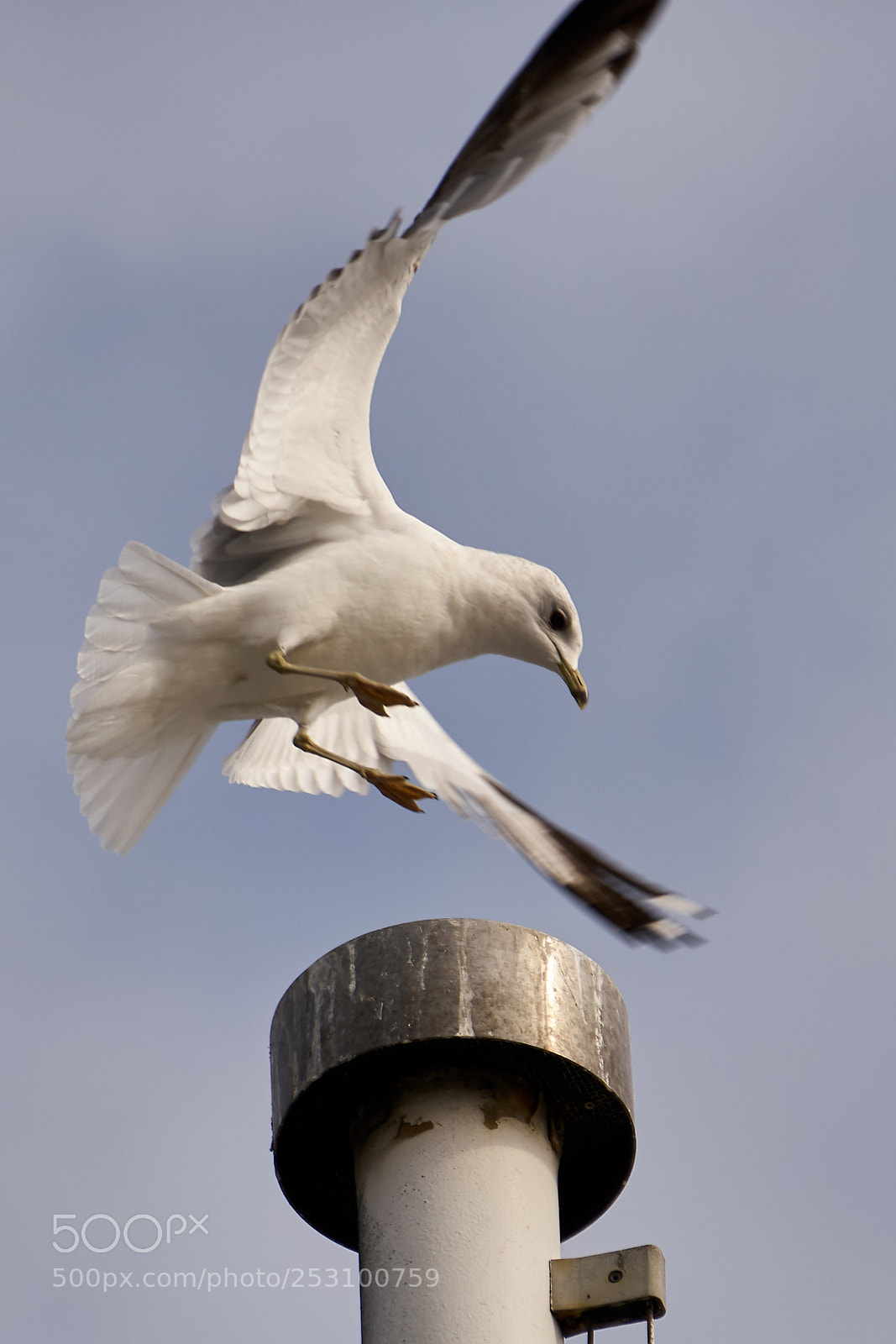 Sony a6300 sample photo. Möwen / gulls photography