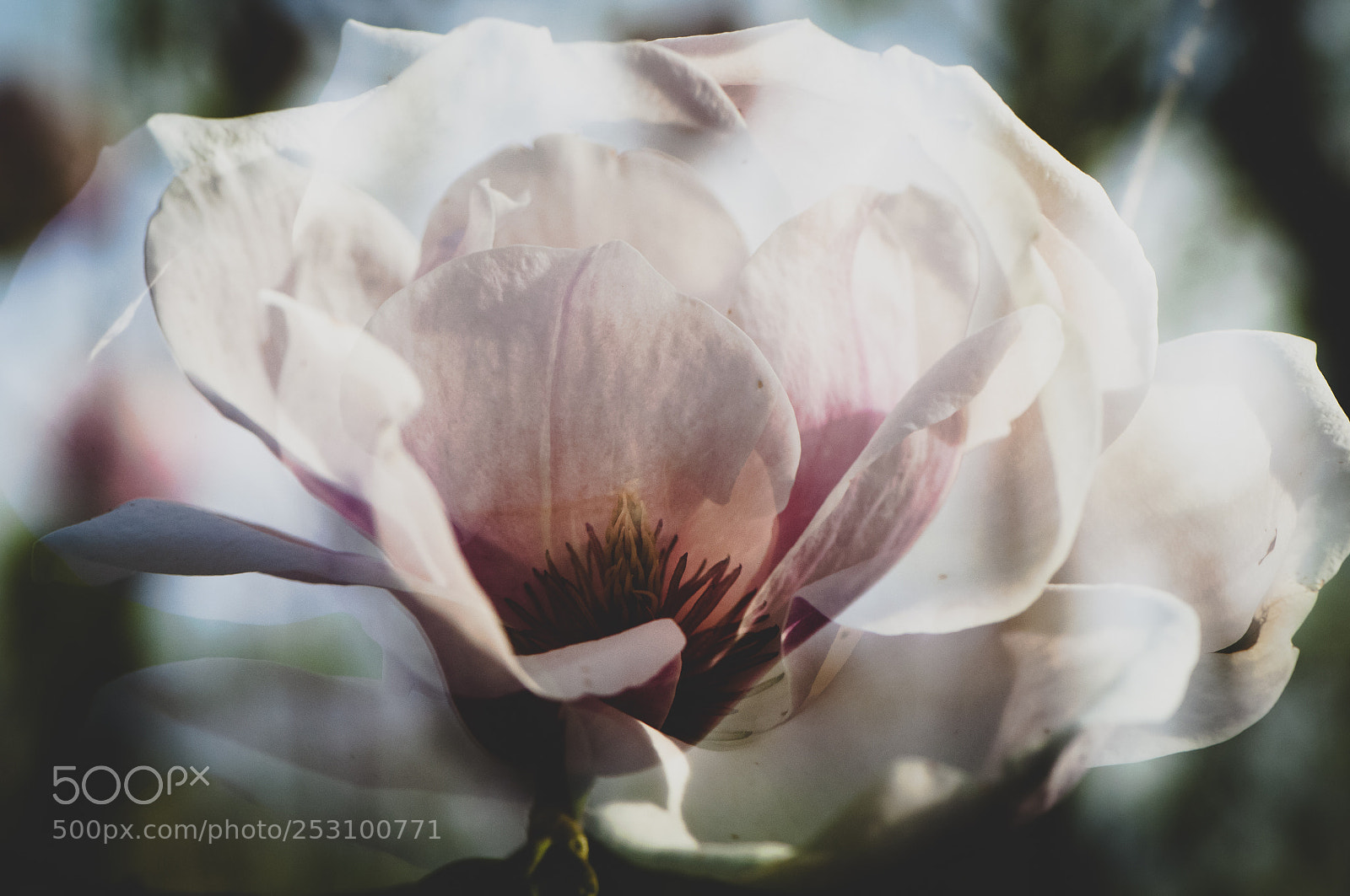 Nikon D90 sample photo. Magnolia blooming photography