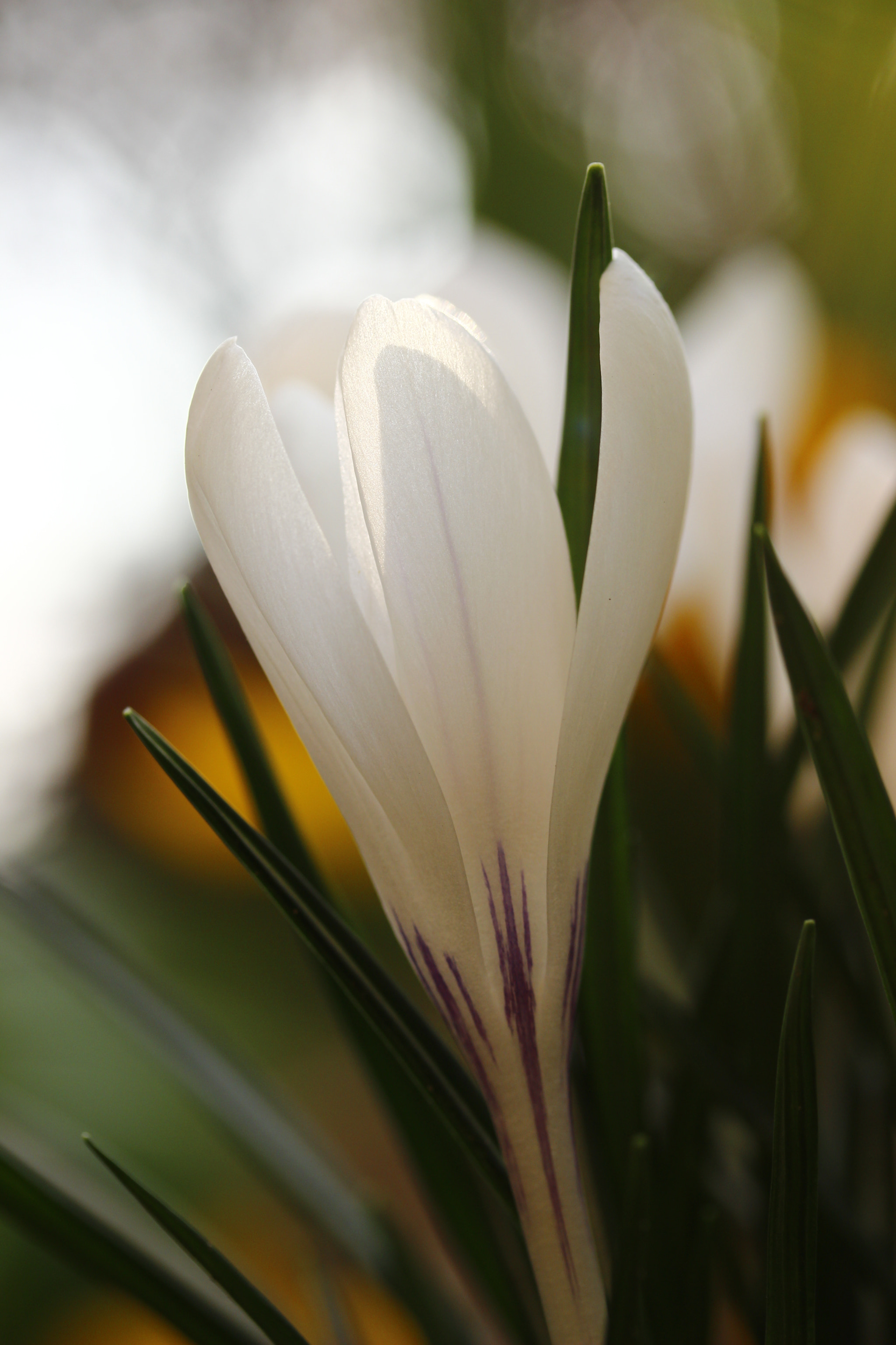 Canon EF-S 60mm F2.8 Macro USM sample photo. White beauty photography