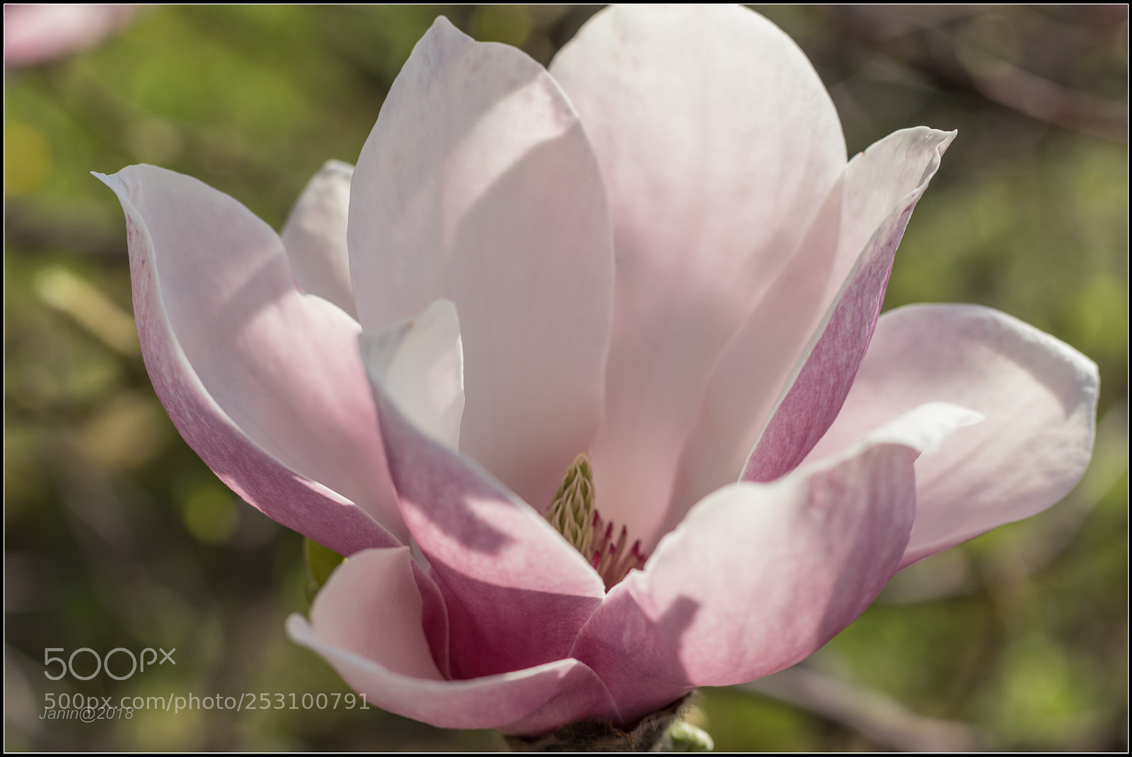 Canon EOS 77D (EOS 9000D / EOS 770D) sample photo. Magnolia flower today photography