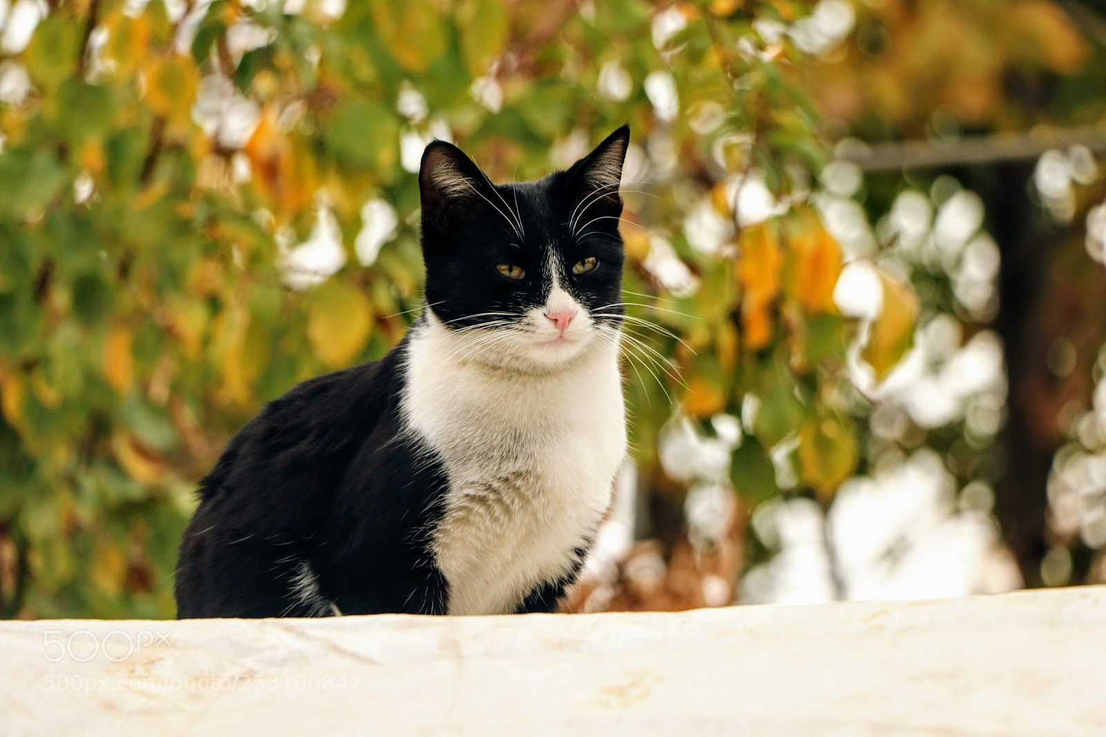 Canon EOS 70D sample photo. Untitled photography