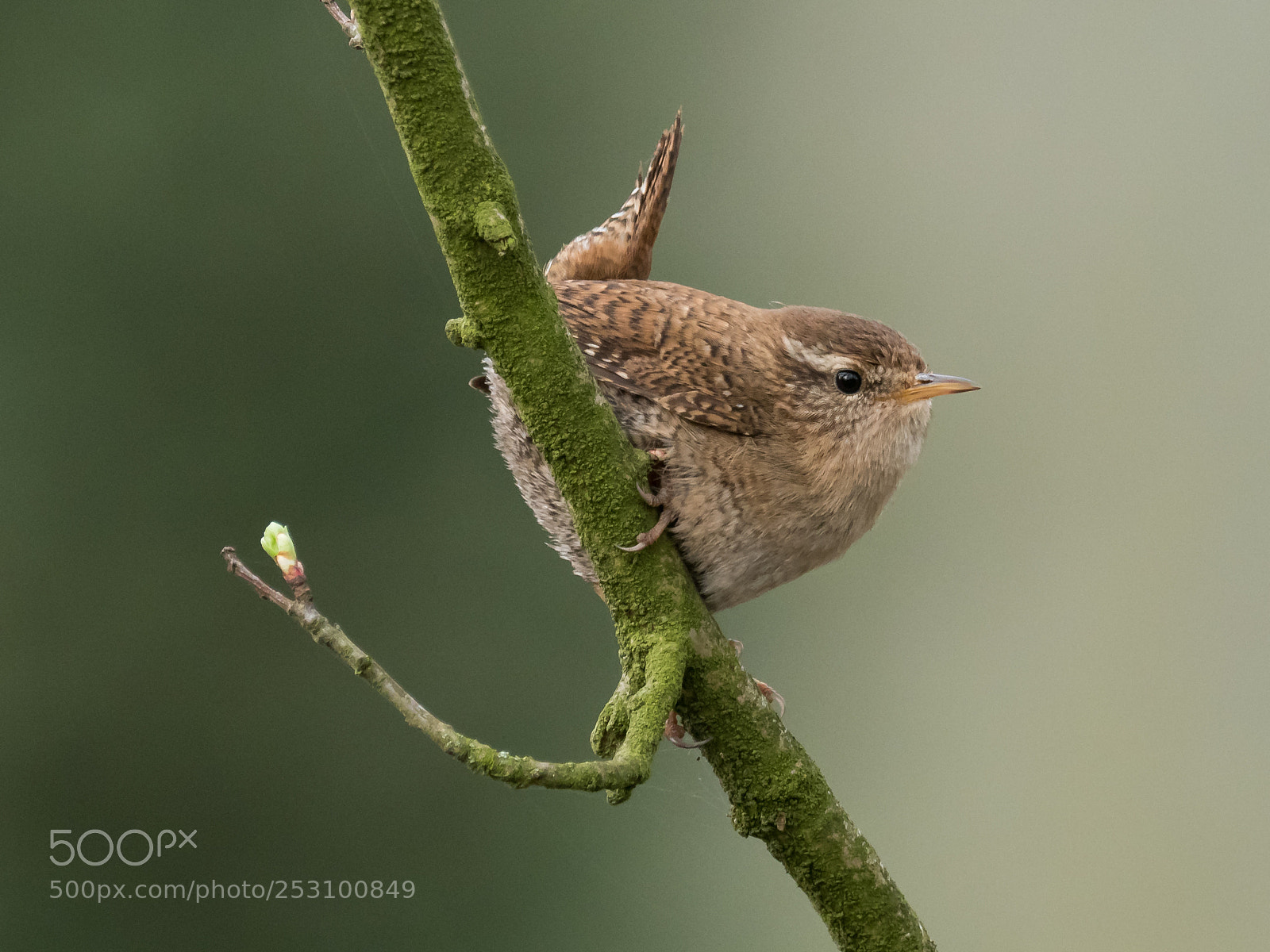 Olympus OM-D E-M1 Mark II sample photo. Wren (troglodytes troglodytes) photography