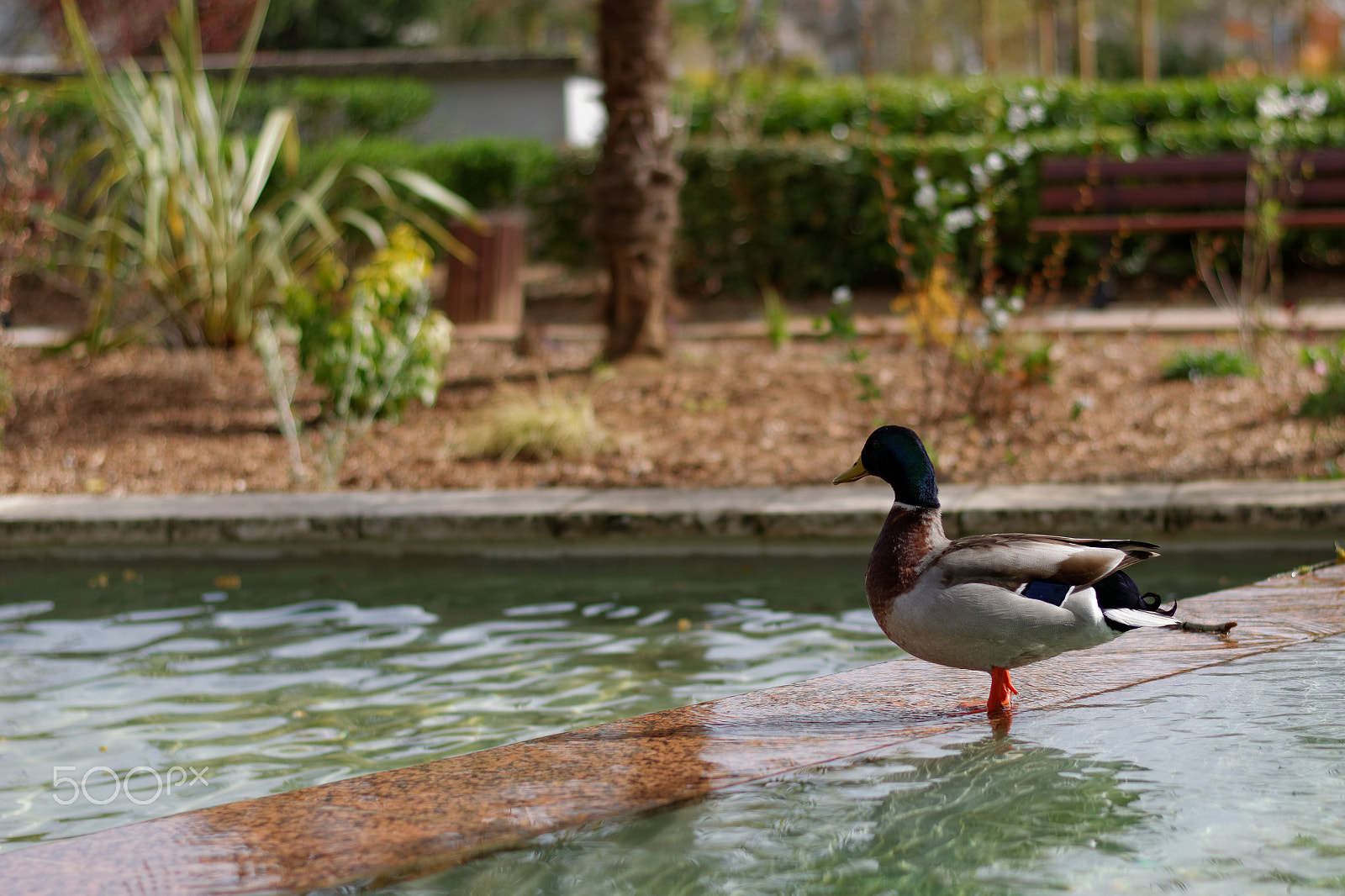 Nikon AF-S Nikkor 50mm F1.8G sample photo. Canards photography